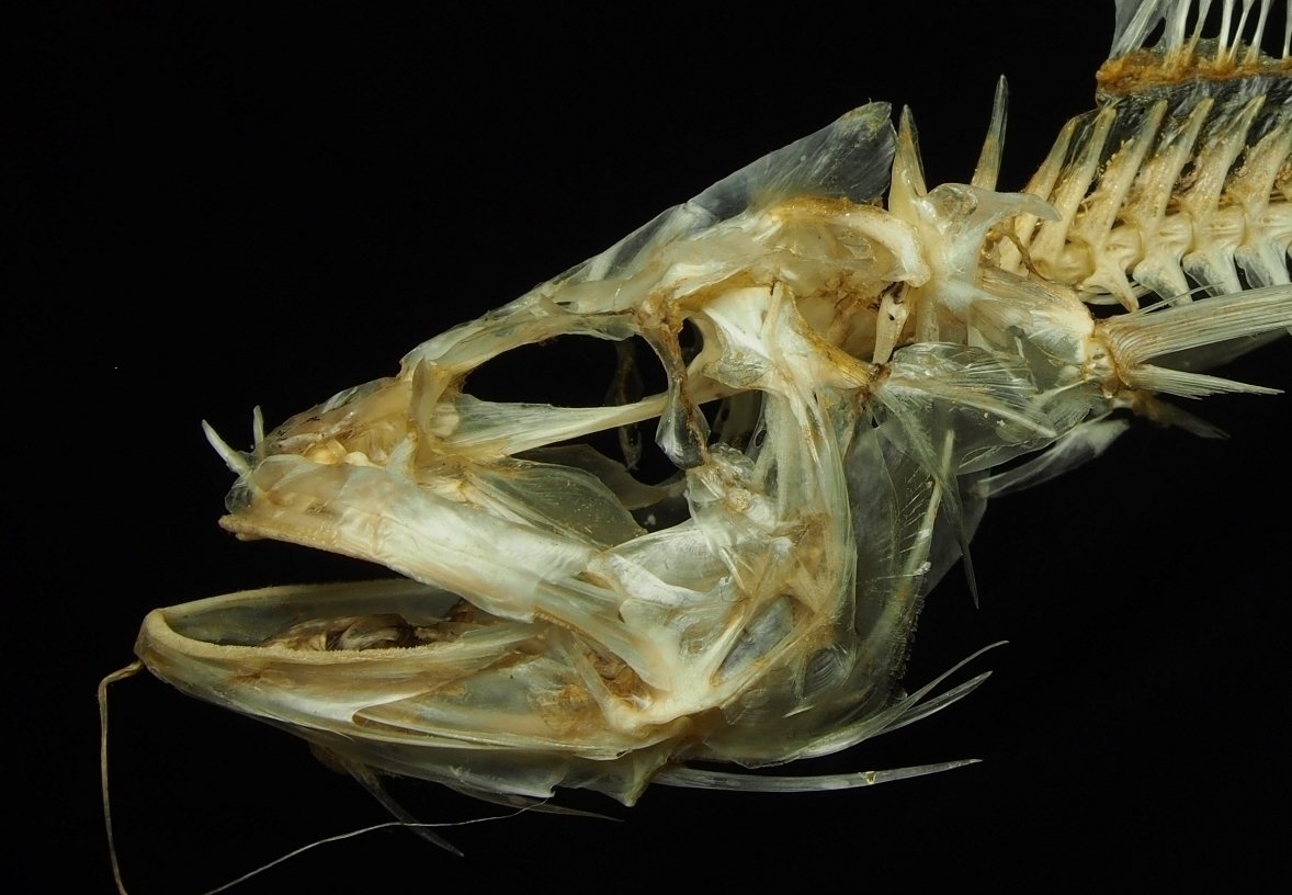 魚の骨格標本 その27 ソコダラの仲間｜いぞらど