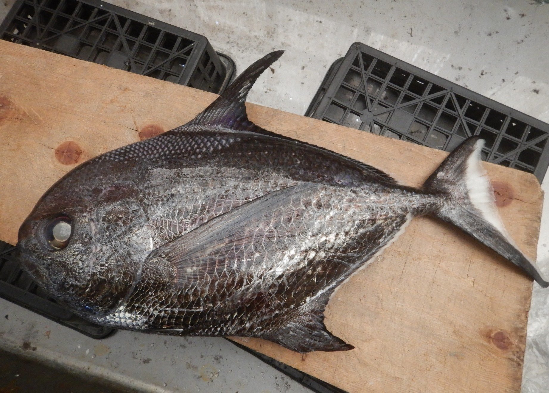 新しいエルメス 魚の骨格標本 シマガツオの仲間｜いぞらど その28 標本用品