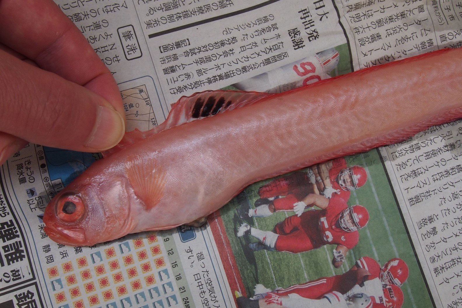 古い魚の標本 Amazon.co.jp: FOOHE 樹脂魚の骨標本210 x 100 x 43mm魚の