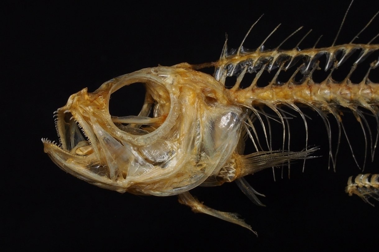 魚の骨格標本 その29 アカタチの仲間｜いぞらど