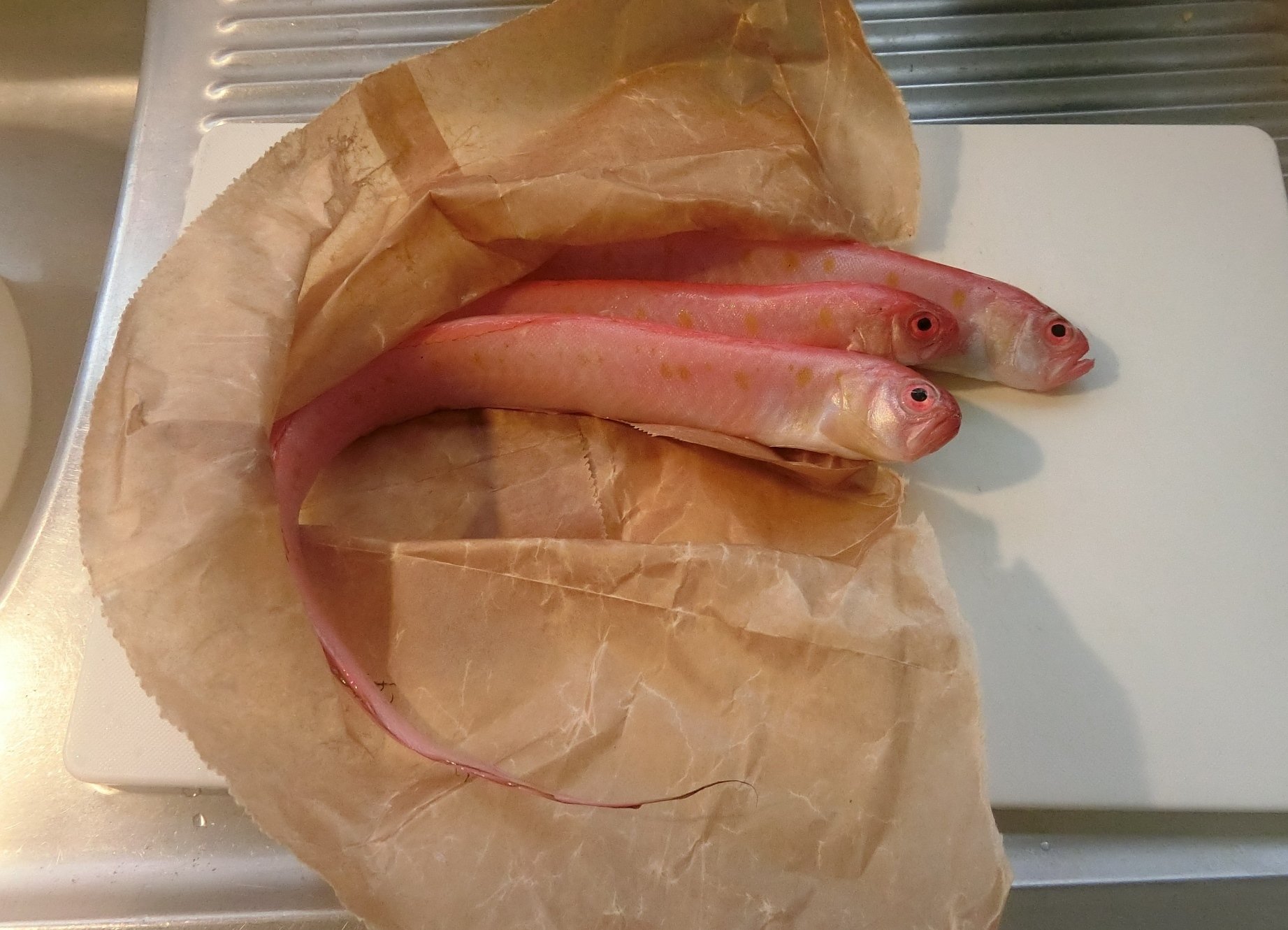 古い魚の標本 魚のホルマリン標本 古い魚のホルマリン漬けです。 大きめの標本