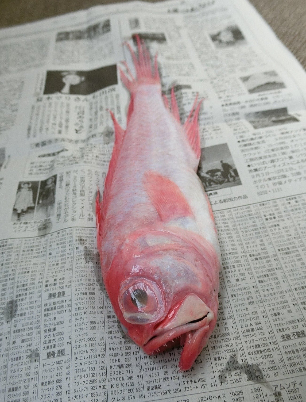 魚の骨格標本 その29 アカタチの仲間｜いぞらど