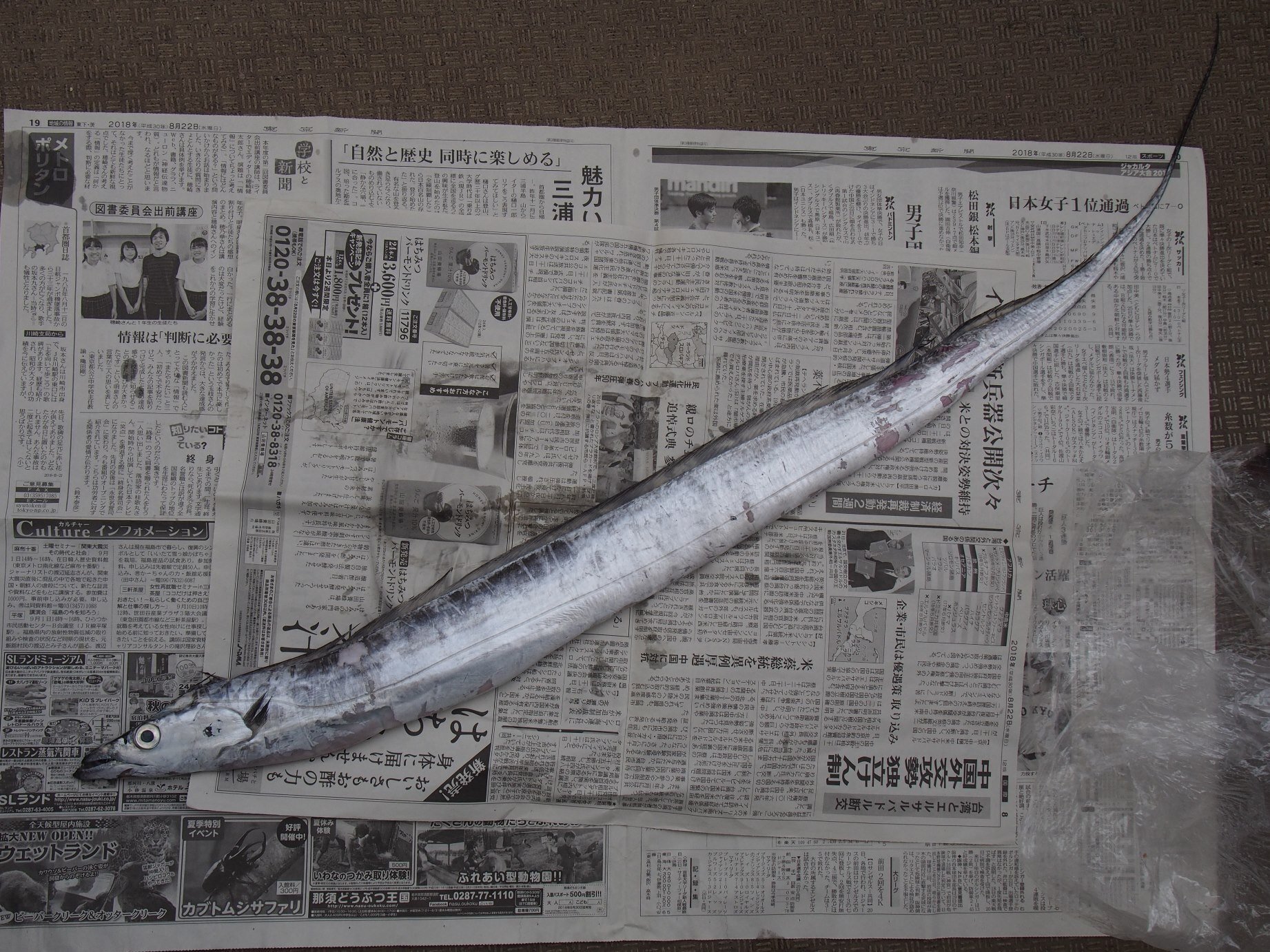 古い魚の標本 615UKxB0nOL._UF894,1000_QL80_.jpg