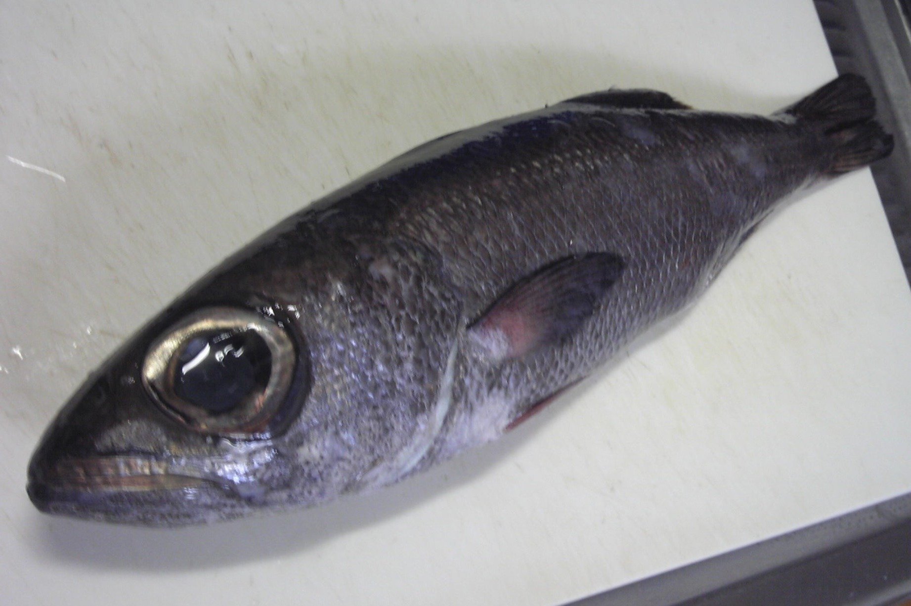 魚の骨格標本 その32 クロムツ｜いぞらど