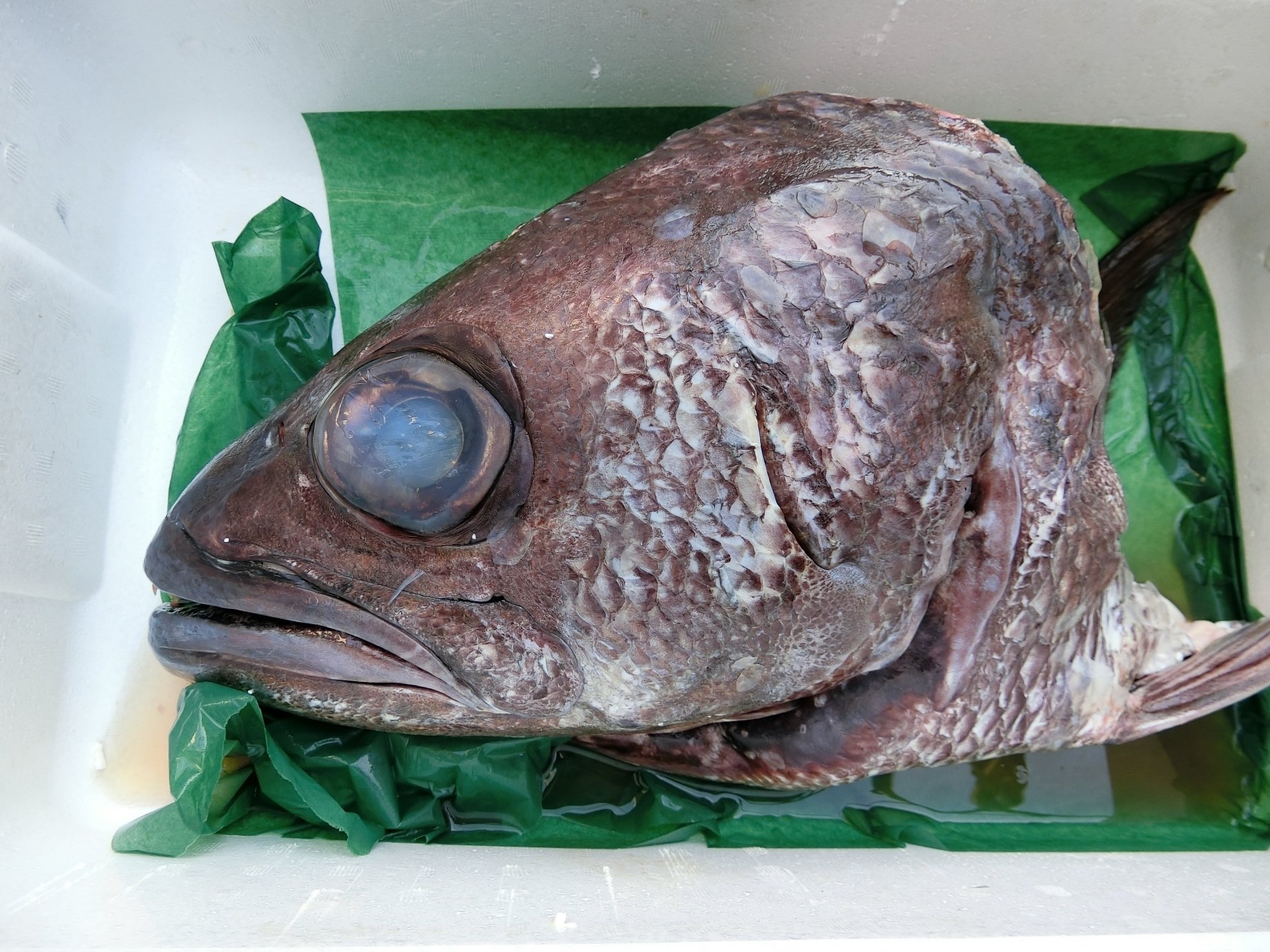 骨格標本　頭骨　超巨大魚　クロムツ　頭部スカル 骨格標本 頭骨 超巨大魚 クロムツ 頭部スカル - メルカリ