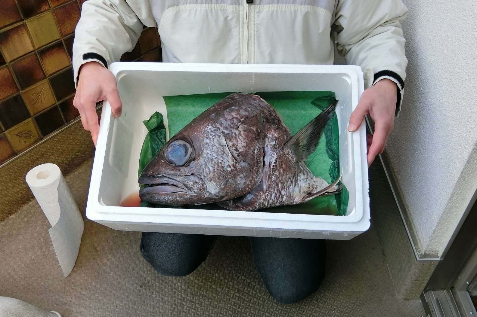 魚の骨格標本 その32 クロムツ｜いぞらど