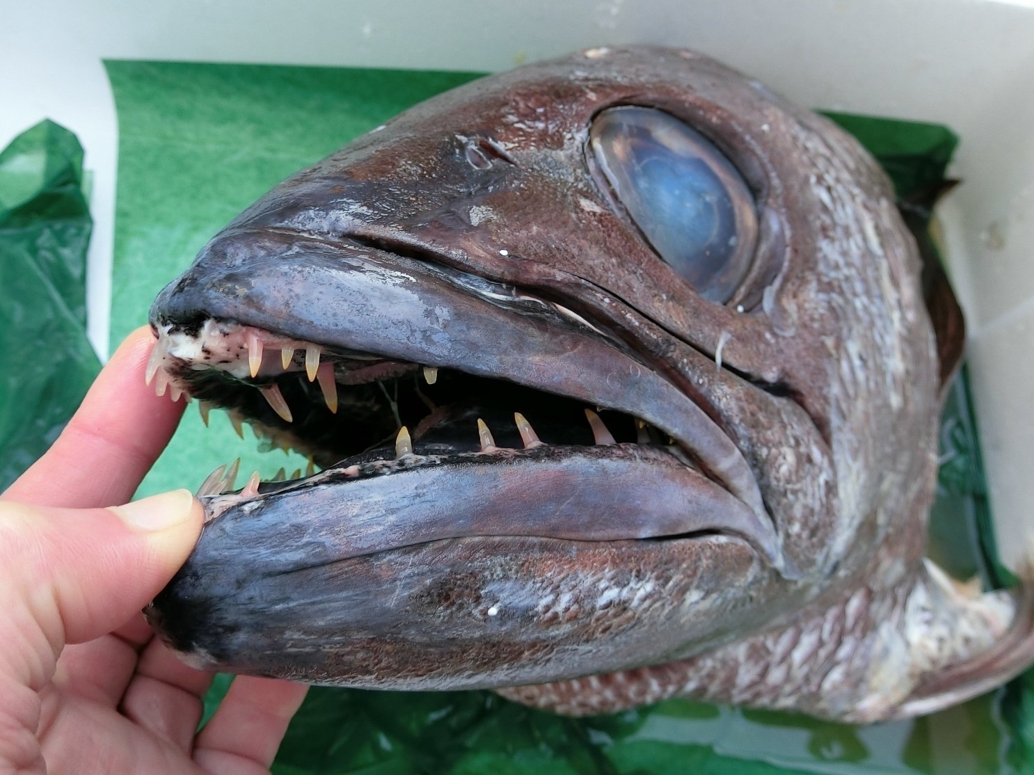 魚の骨格標本 その32 クロムツ｜いぞらど