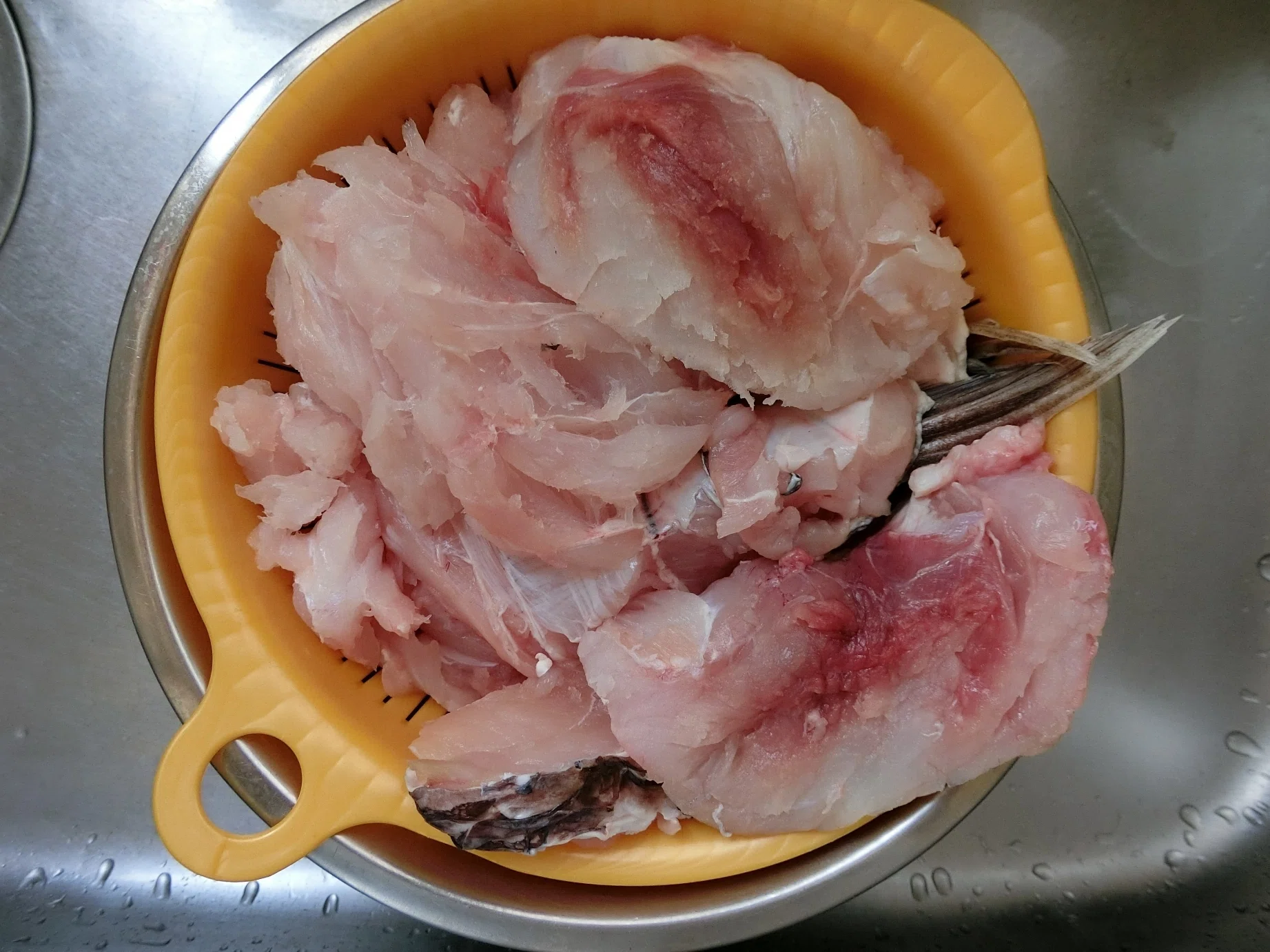 魚の骨格標本 その32 クロムツ｜いぞらど