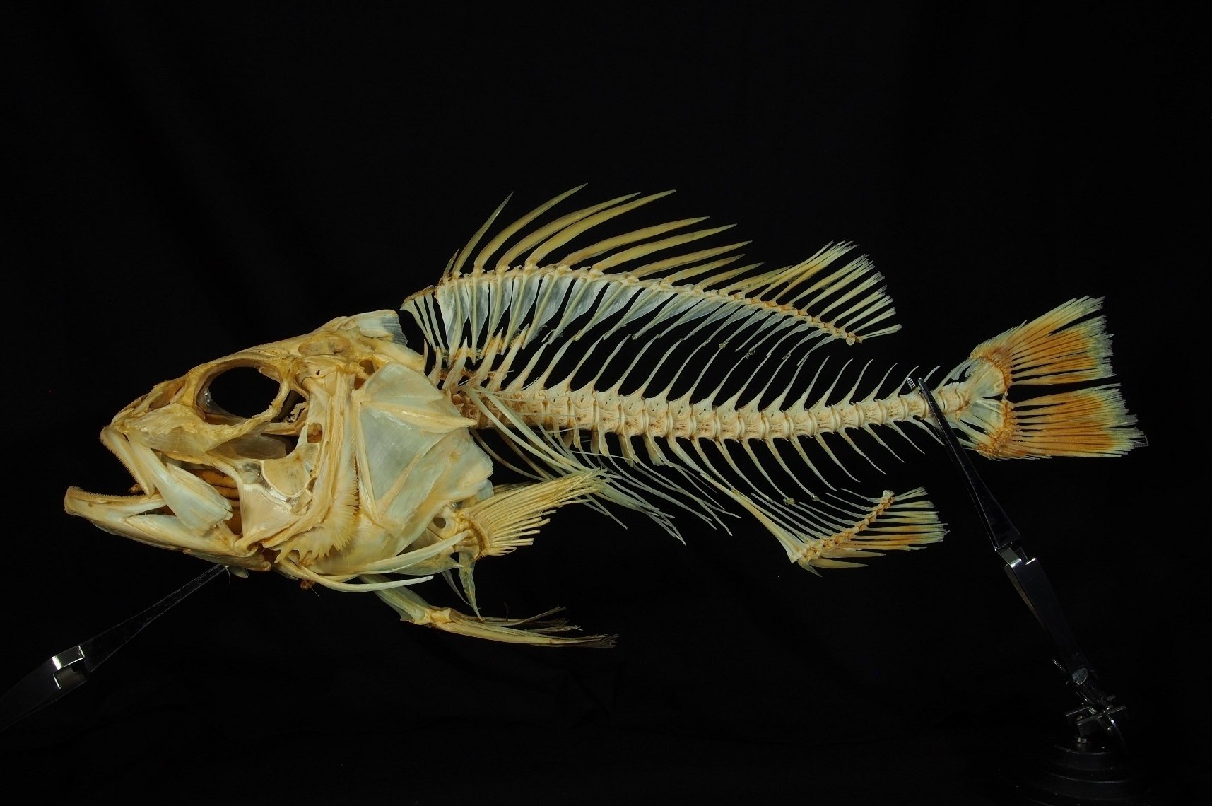 魚の骨格標本 その33 イシナギ｜いぞらど