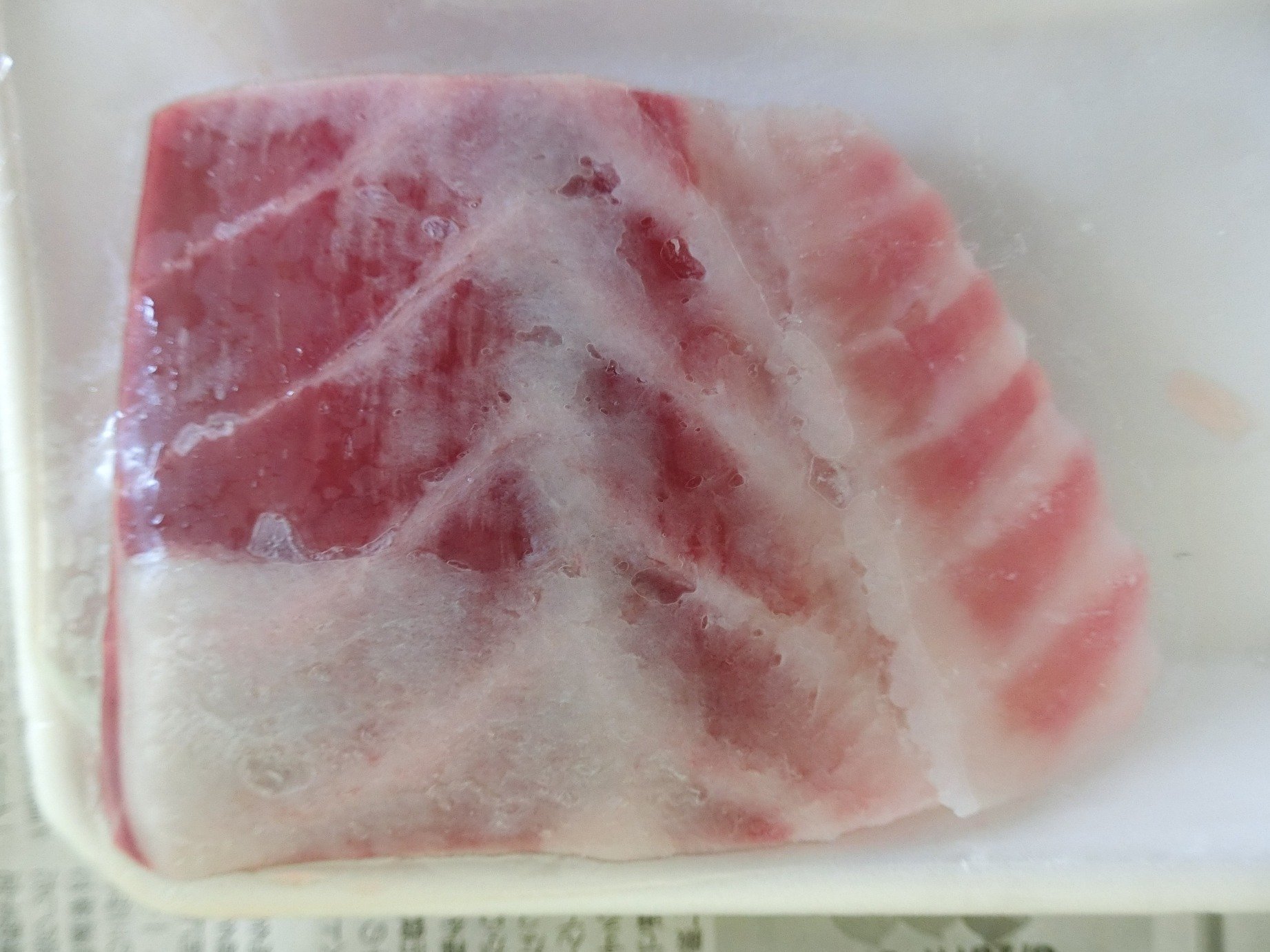 魚の骨格標本 その33 イシナギ|いぞらど 魚の骨格標本 その33 イシナギ|いぞらど