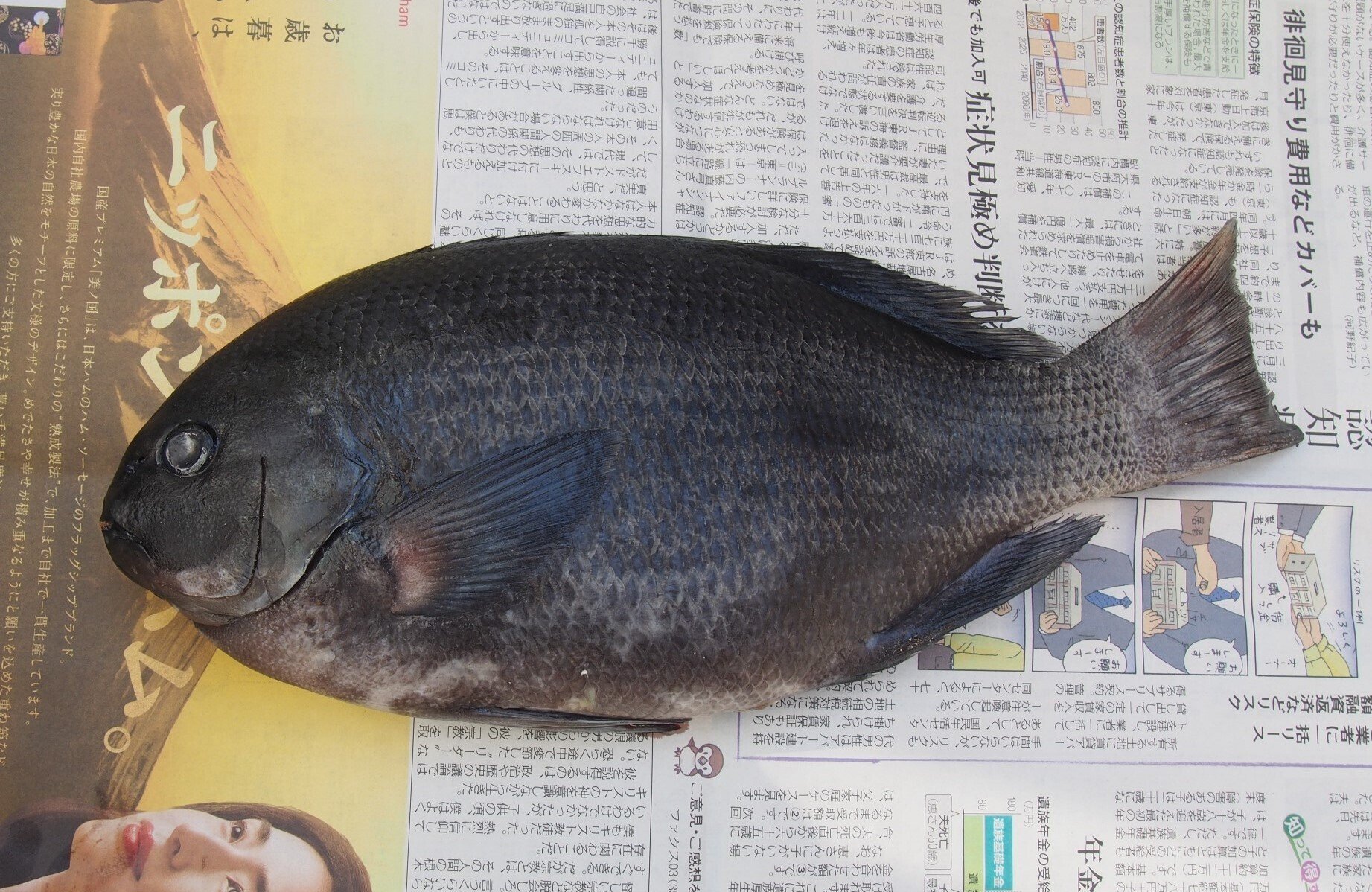 魚の骨格標本 その35 メジナの仲間｜いぞらど