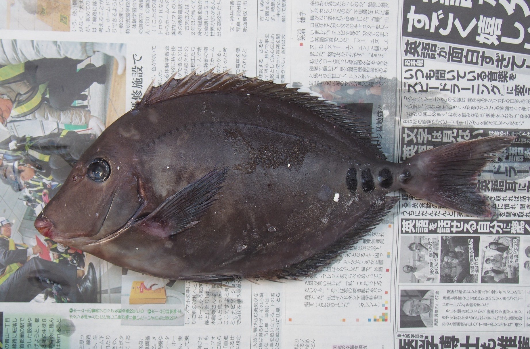魚の骨格標本 その36 ニザダイの仲間｜いぞらど
