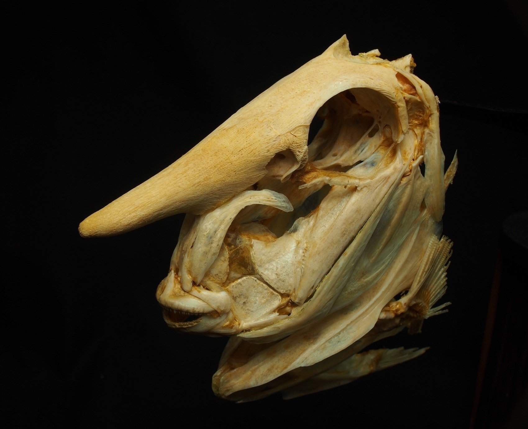 魚の骨格標本 その36 ニザダイの仲間｜いぞらど