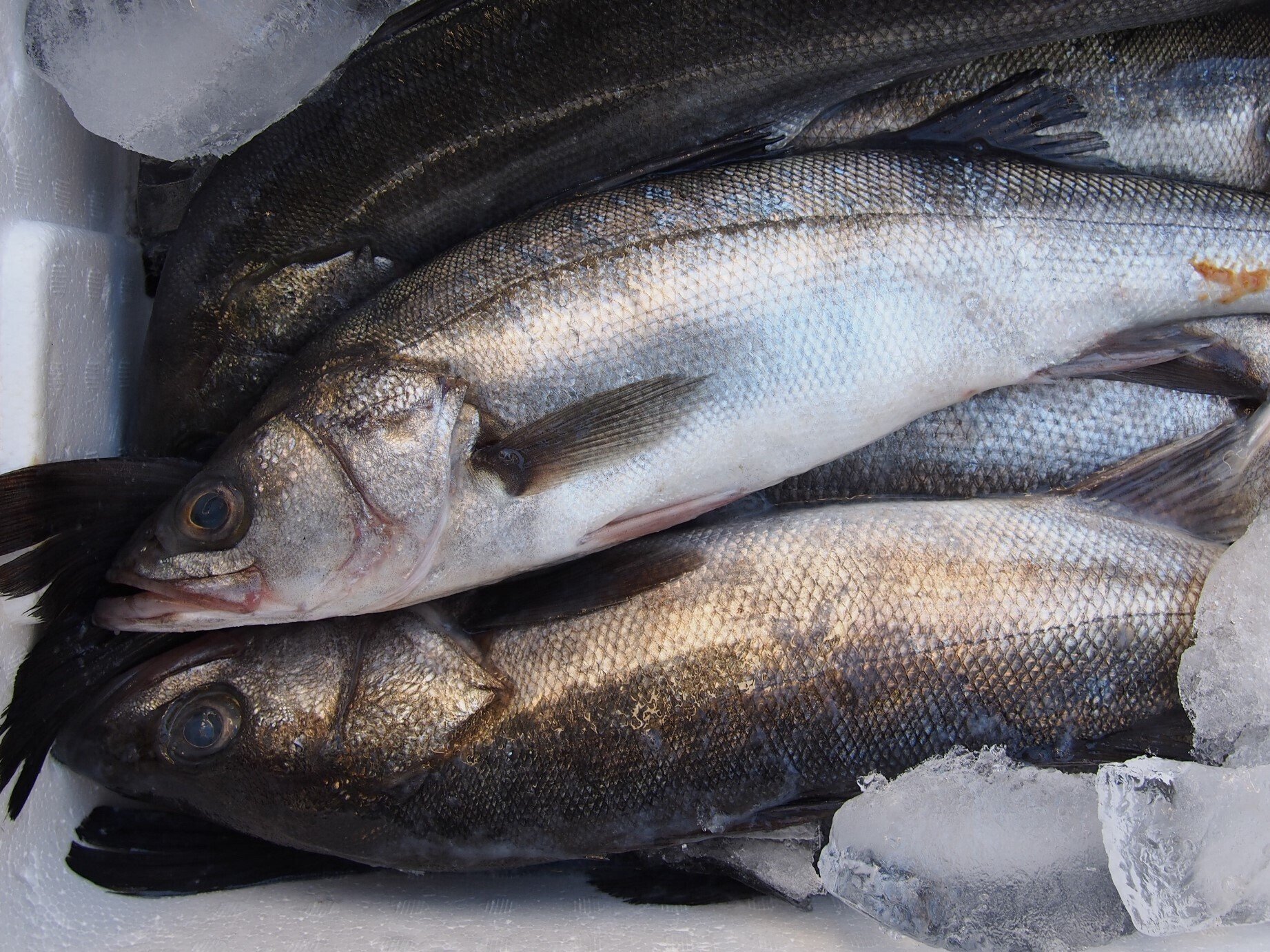 スズキ骨格標本 約60cm スズキ骨格標本 約60cm