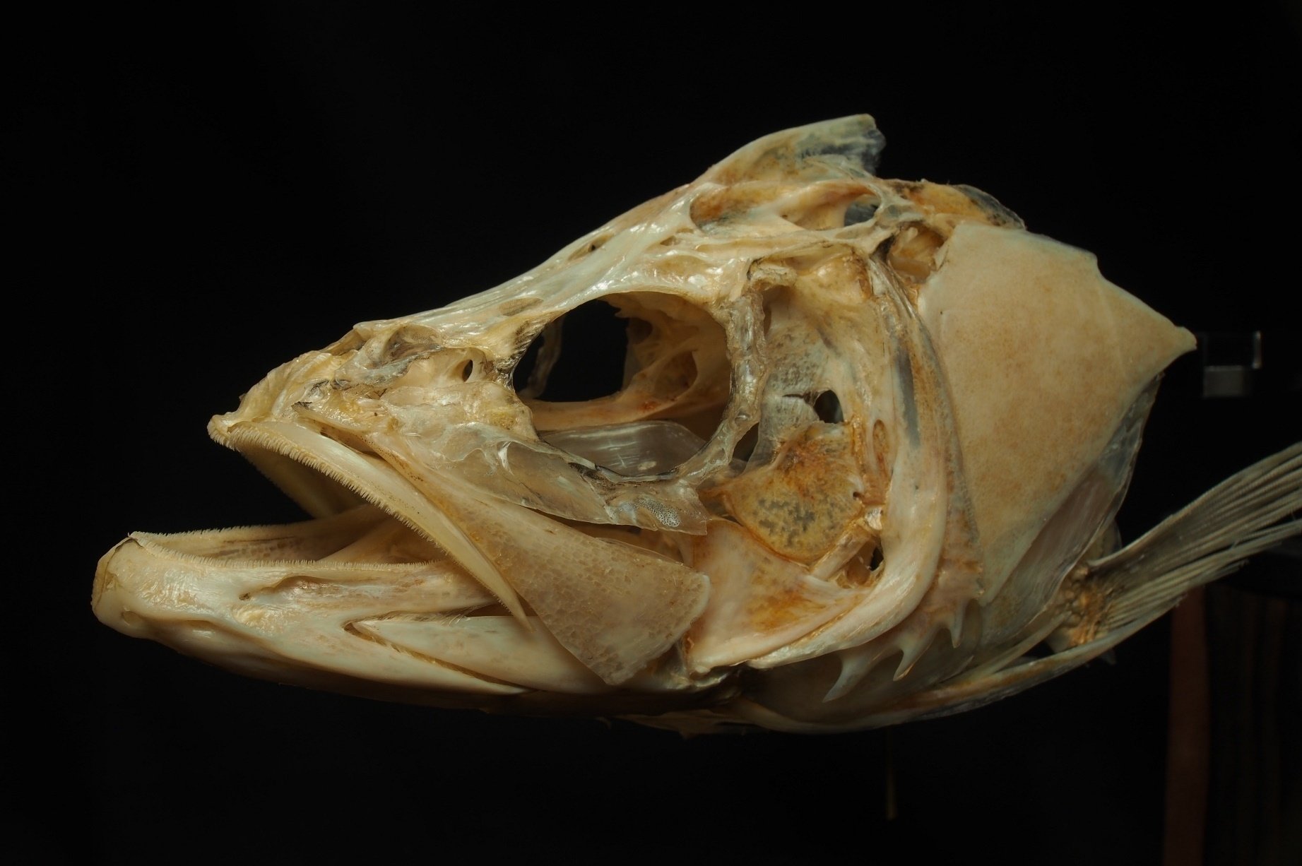 トビエイの歯 マダラトビエイ 歯 顎 標本 C1