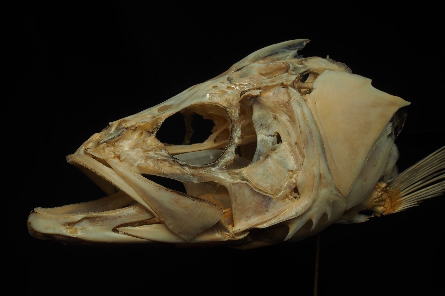 スズキ骨格標本 約60cm スズキ骨格標本 約60cm