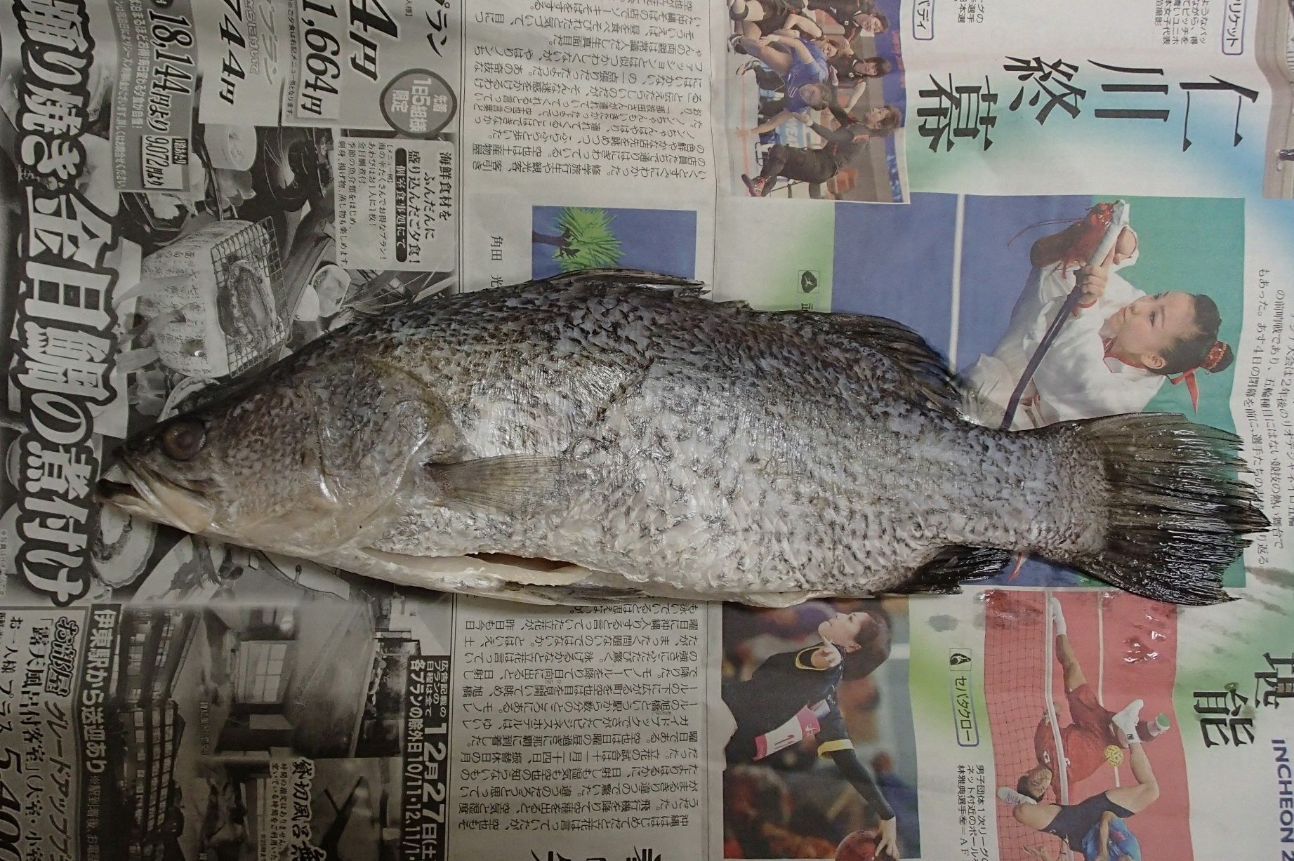 魚の骨格標本 その37 スズキの仲間｜いぞらど