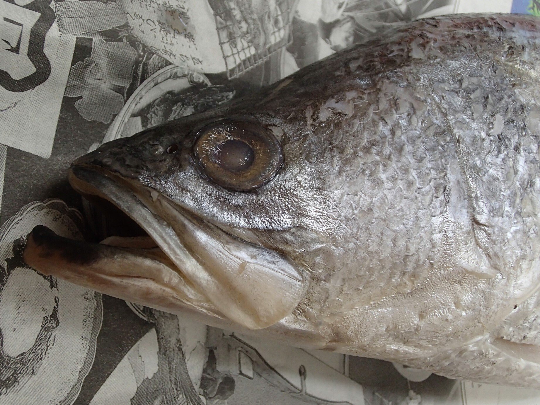魚の骨格標本 その37 スズキの仲間｜いぞらど