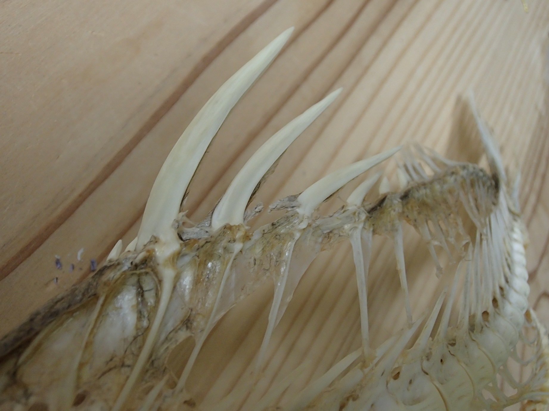 魚の骨格標本 その37 スズキの仲間｜いぞらど