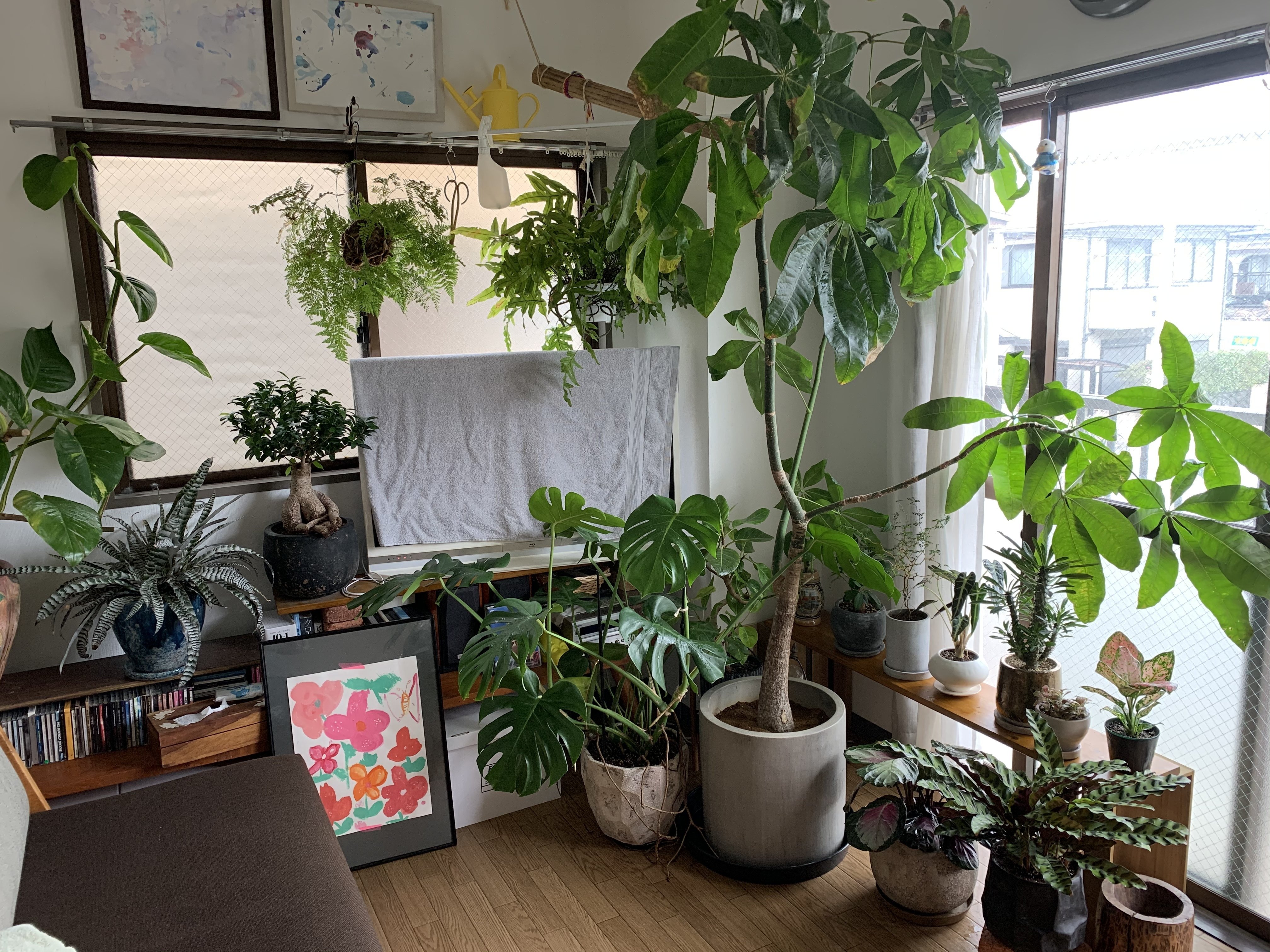 バンコク生活のこと，観葉植物編｜浅漬けダイナソー