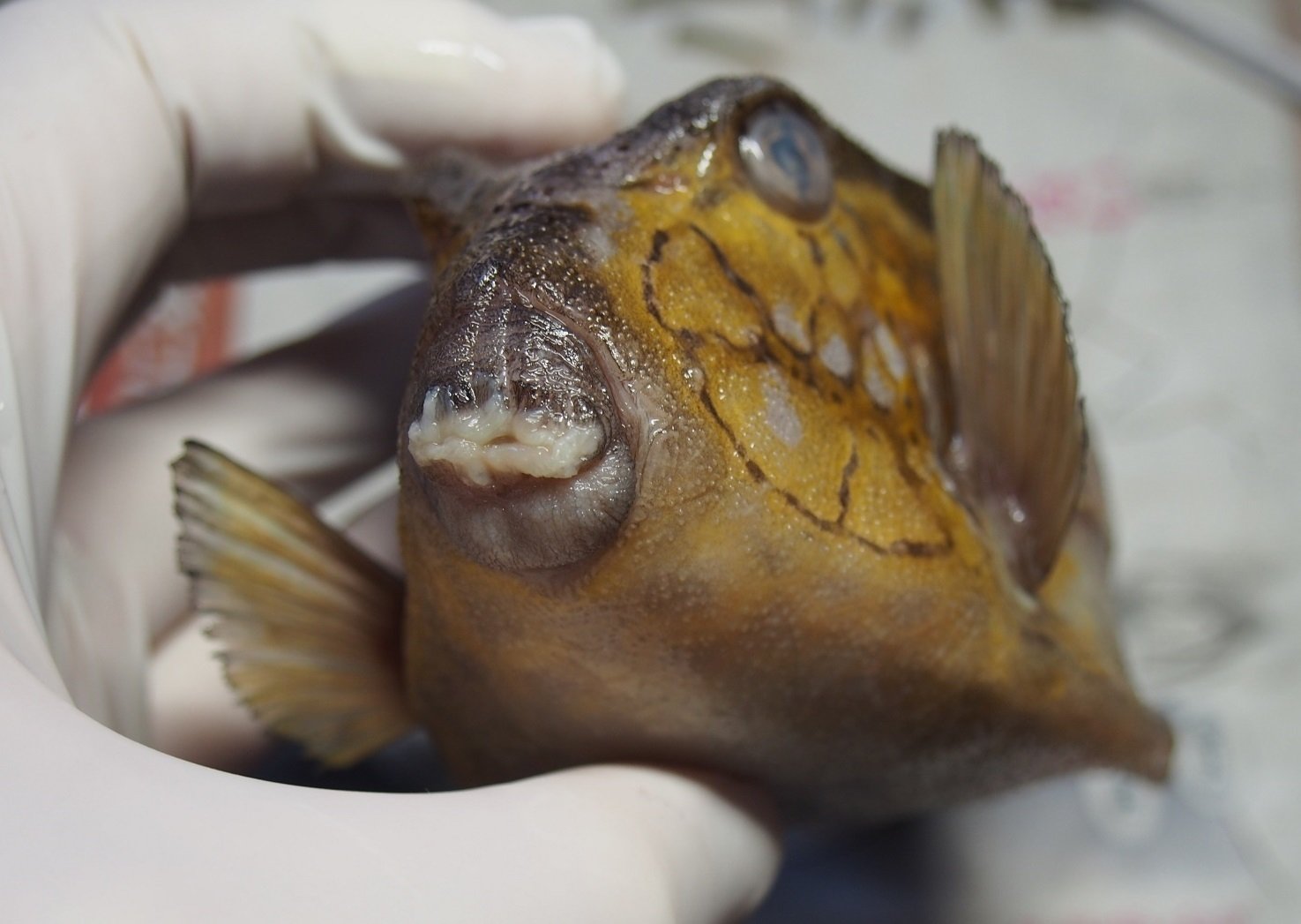 魚の骨格標本 その39 ハコフグの仲間｜いぞらど