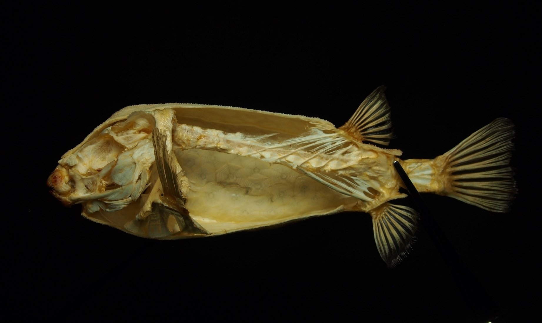 ハコフグ 半身骨格 魚の骨格標本 その39 ハコフグの仲間｜いぞらど