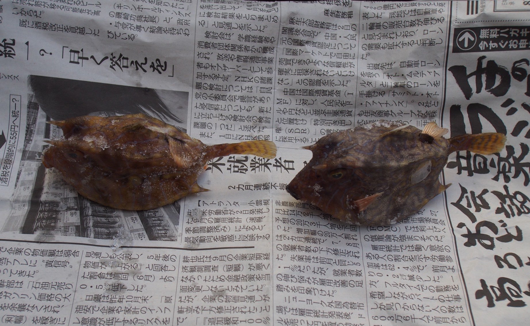 魚の骨格標本 その39 ハコフグの仲間｜いぞらど