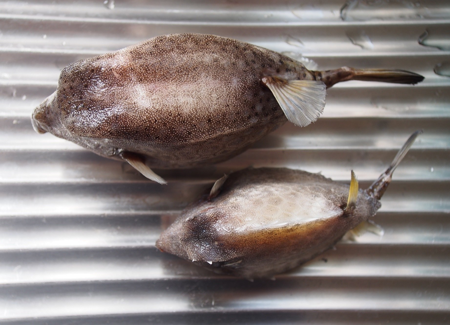 ハコフグ 半身骨格 魚の骨格標本 その39 ハコフグの仲間｜いぞらど