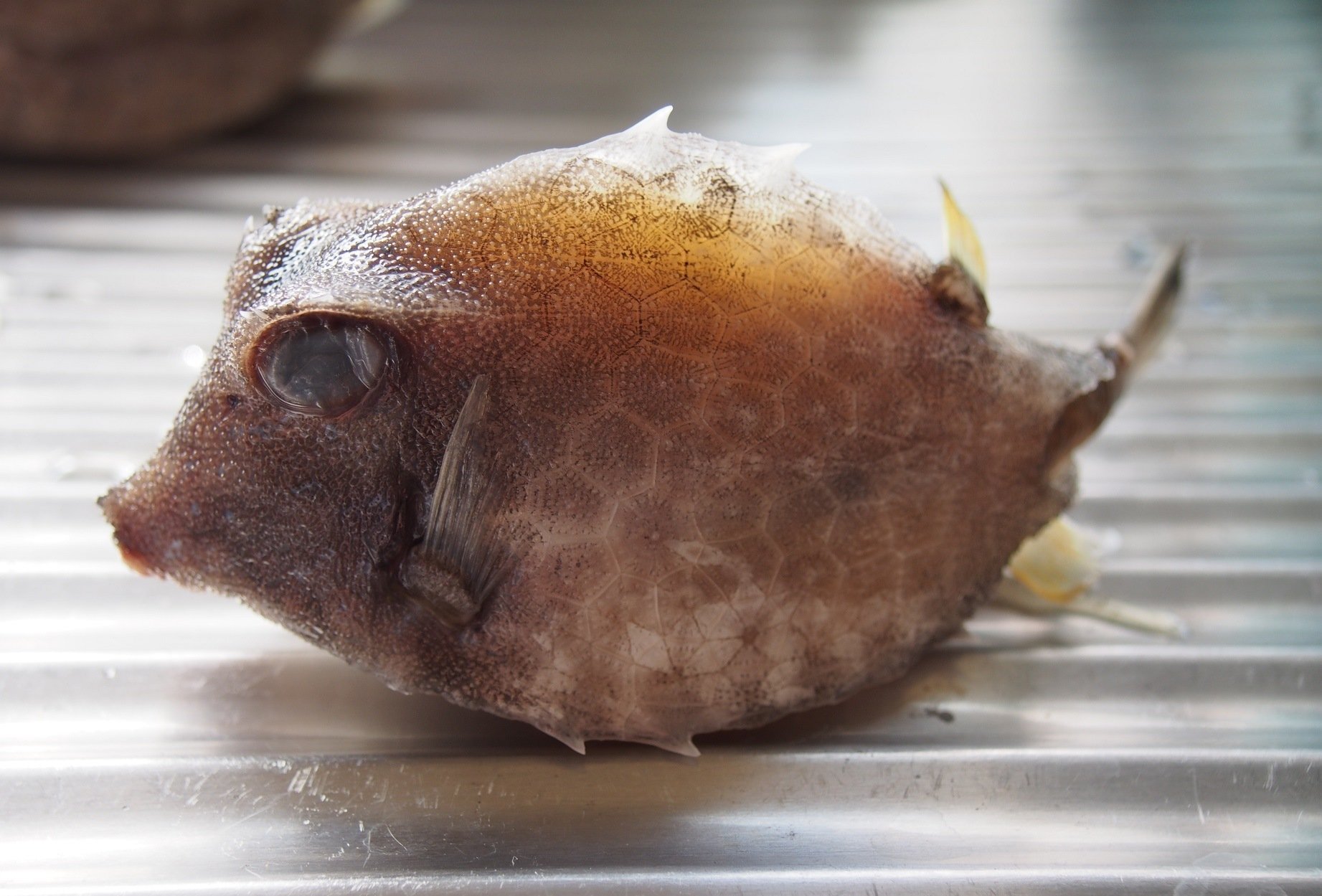ハコフグの標本 大小 魚 押し込む
