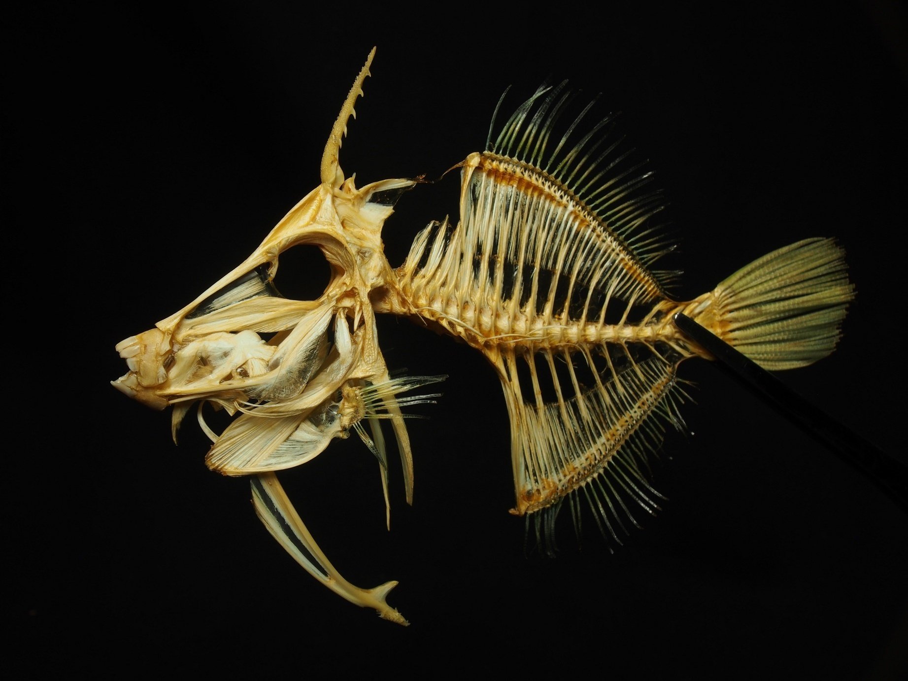 ハコフグ　標本　魚　骨格標本 ハコフグ 標本 魚 骨格標本 （作り方を学ぶ ゆめいろ骨格堂