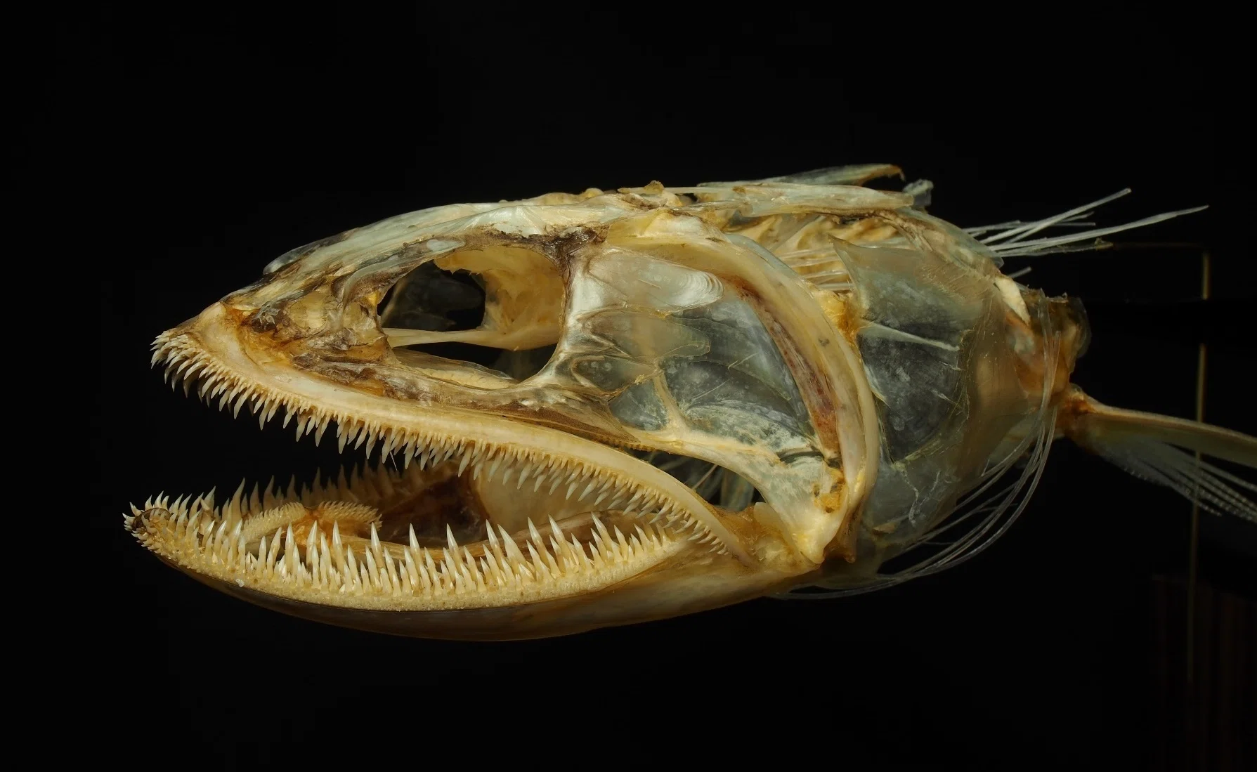 魚の骨格標本 その41 エソの仲間｜いぞらど