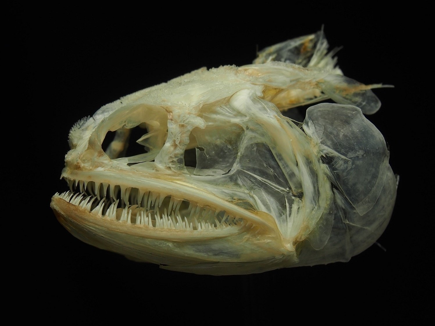 魚の骨格標本 その41 エソの仲間｜いぞらど