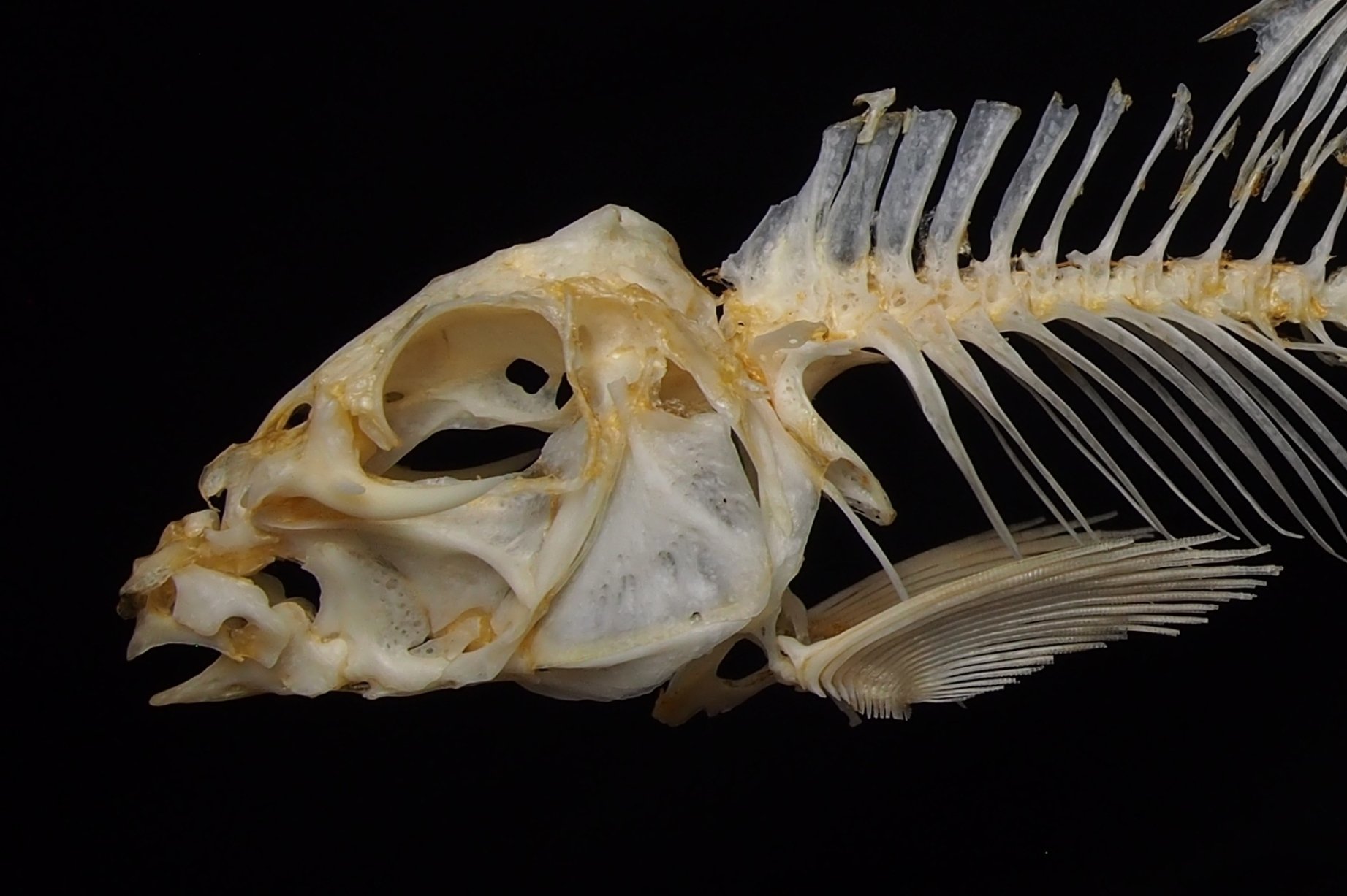 イルカクジラ標本 約20cm 詳細な骨構造