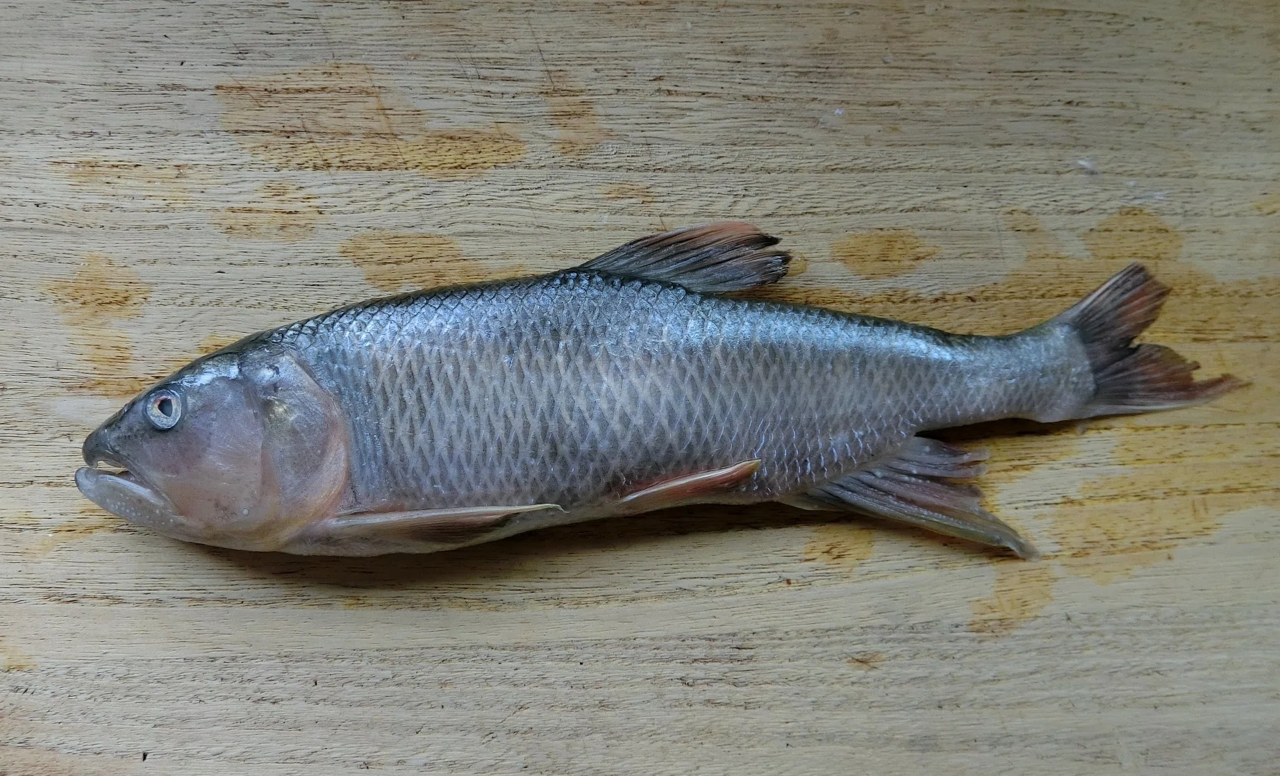 魚の骨格標本 その46 琵琶湖の魚たち｜いぞらど
