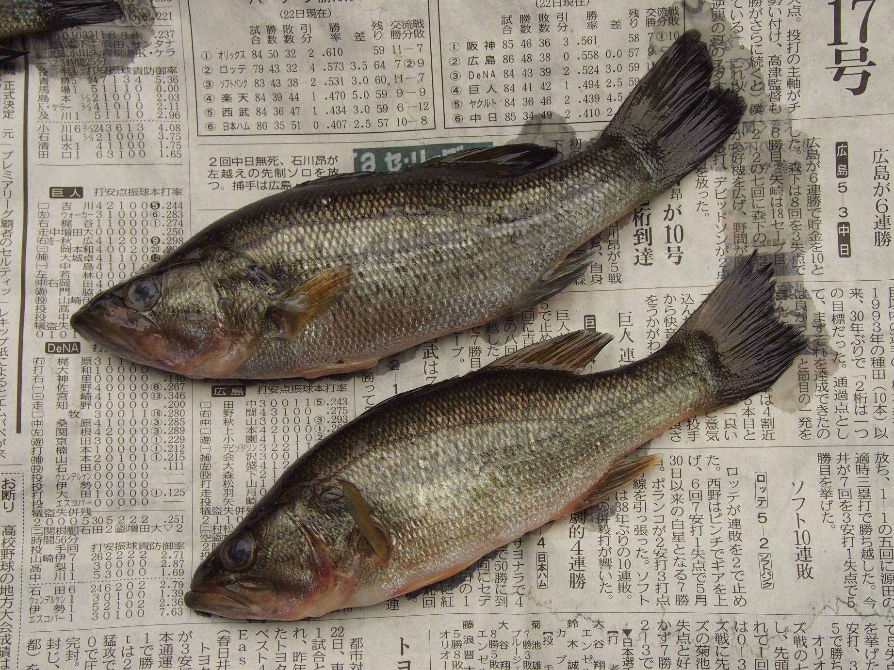 魚の骨格標本 その47 北米から来た外来魚｜いぞらど