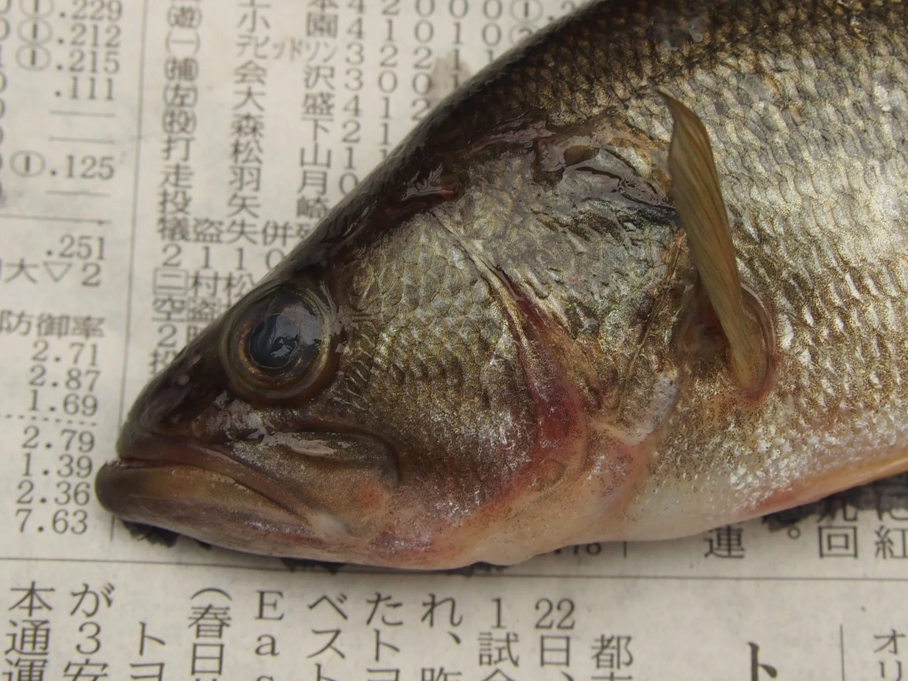重さ 在銘珠持ち人魚高さ約4.5cm 天然素材 人魚根付 時代提物 根付 