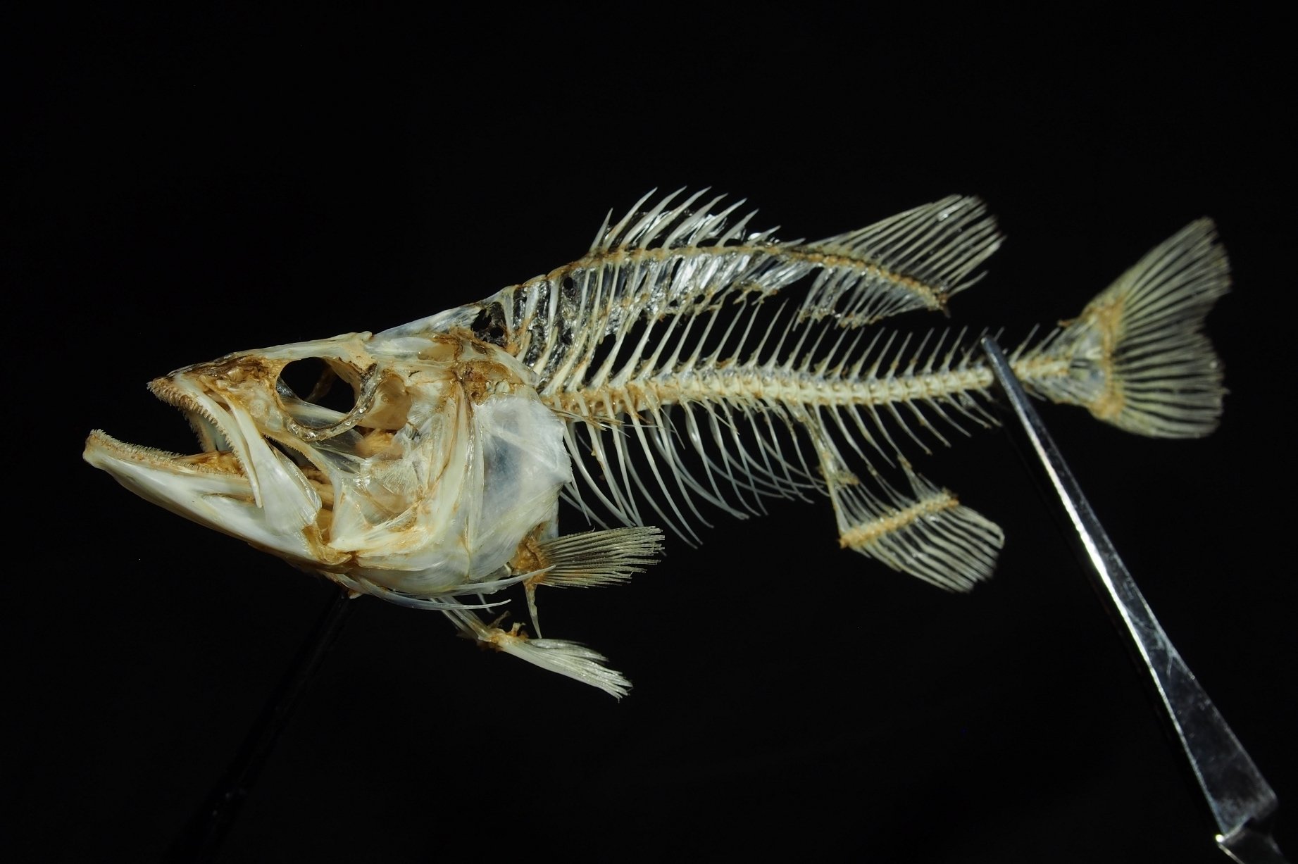 Very knowledgeable about how to make skeletal specimens of