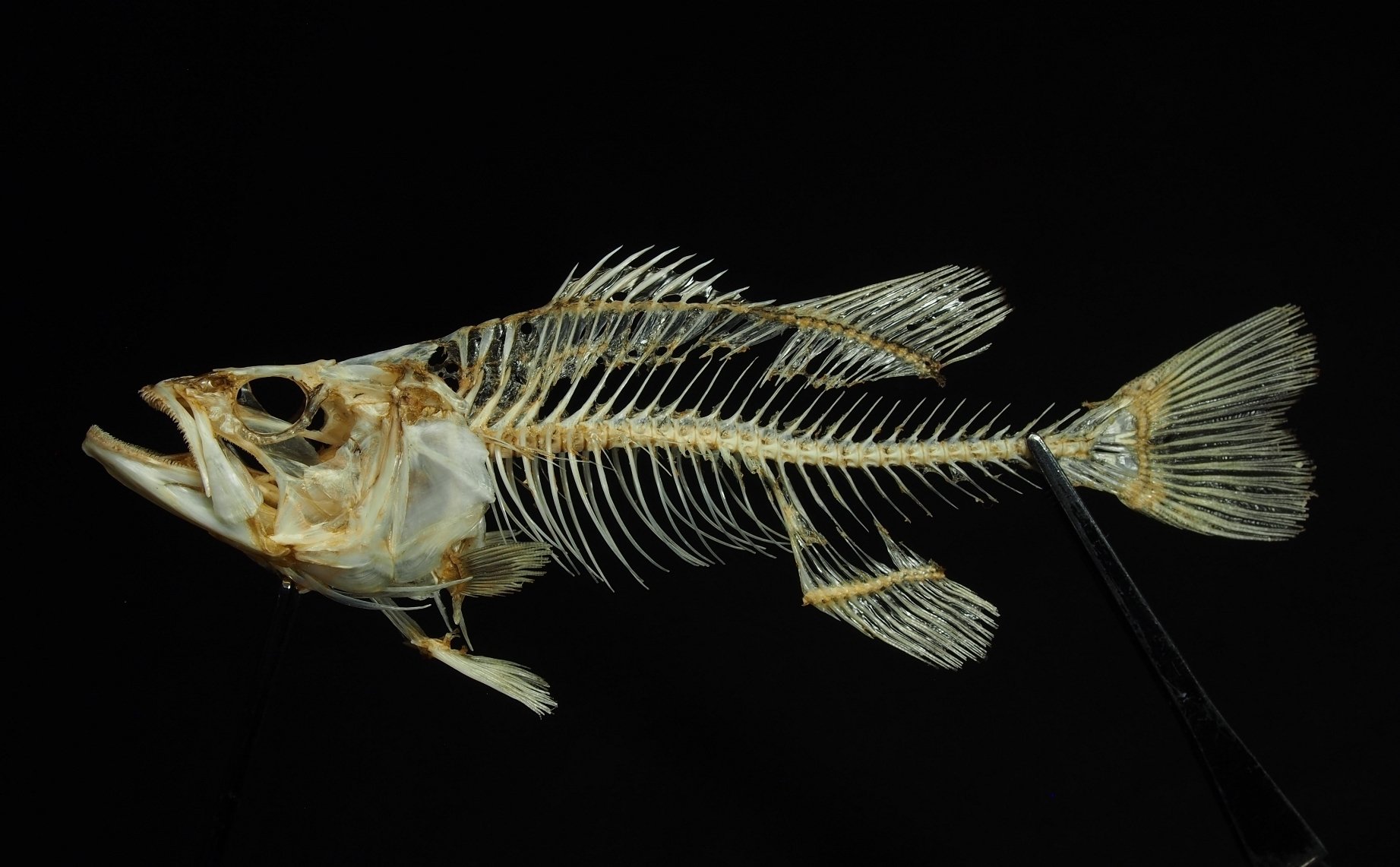 魚の骨格標本 その47 北米から来た外来魚｜いぞらど