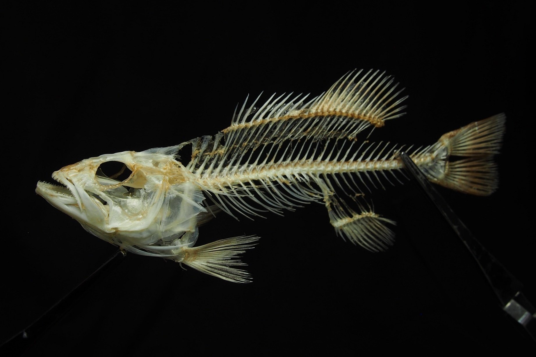 魚の骨格標本 その47 北米から来た外来魚｜いぞらど