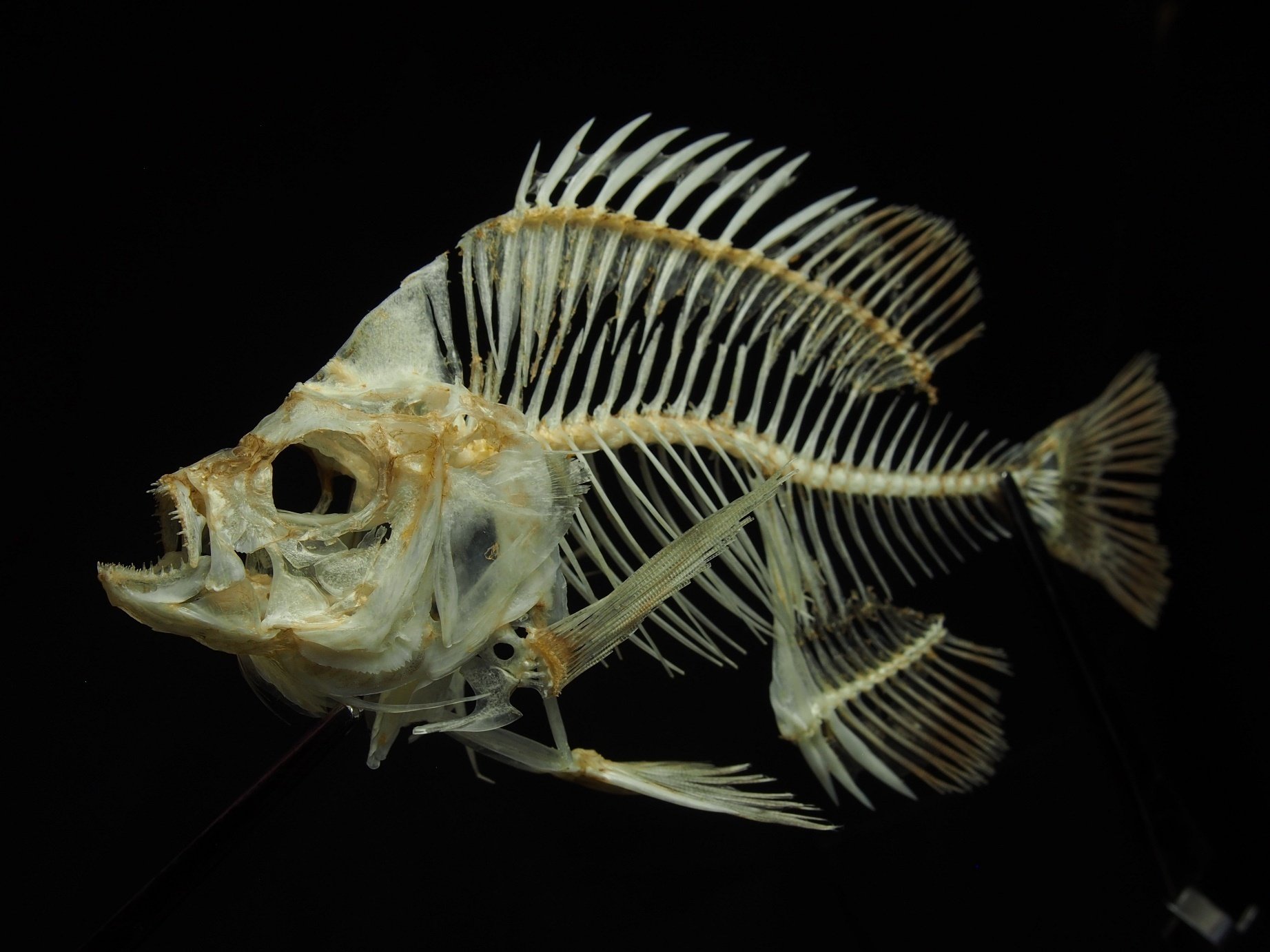 魚の骨格標本 その47 北米から来た外来魚｜いぞらど