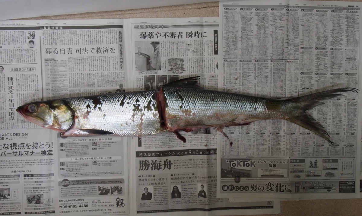魚の骨格標本 その48 カライワシ｜いぞらど