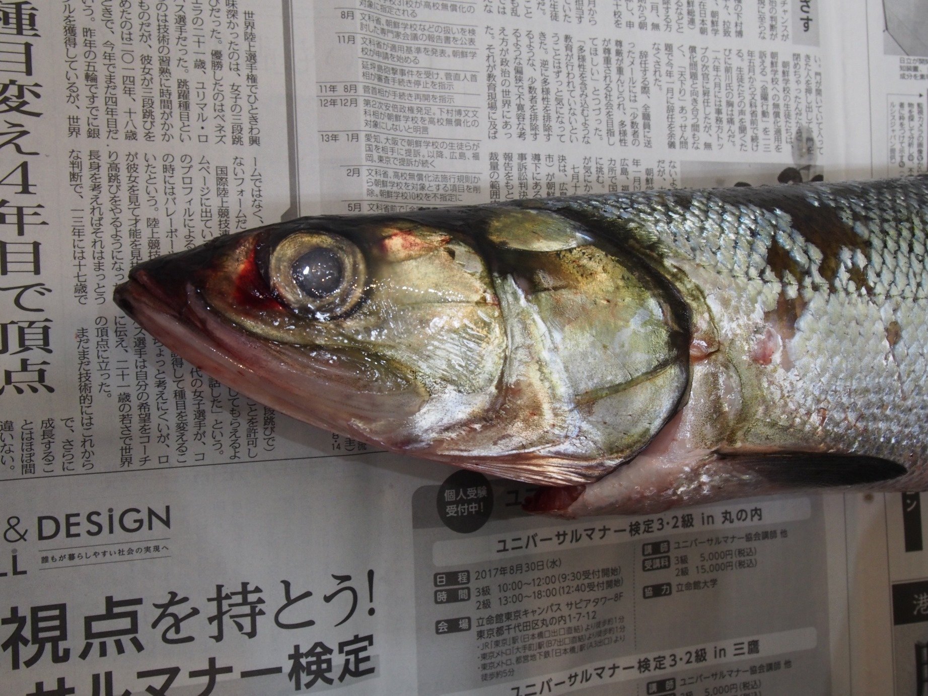 魚の骨格標本 その48 カライワシ|いぞらど 魚の骨格標本 その48 カライワシ|いぞらど