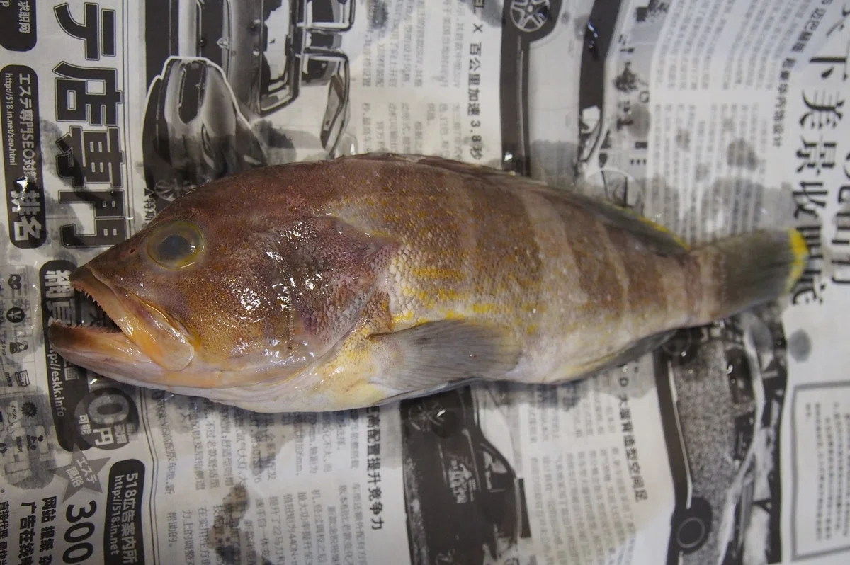 魚の骨格標本 その50 ハタの仲間|いぞらど