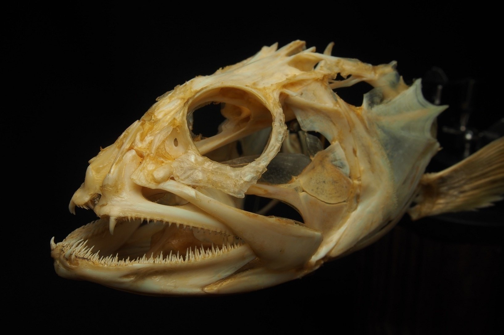 骨格 標本 魚類 ナポレオンフィッシュ 背骨 9個