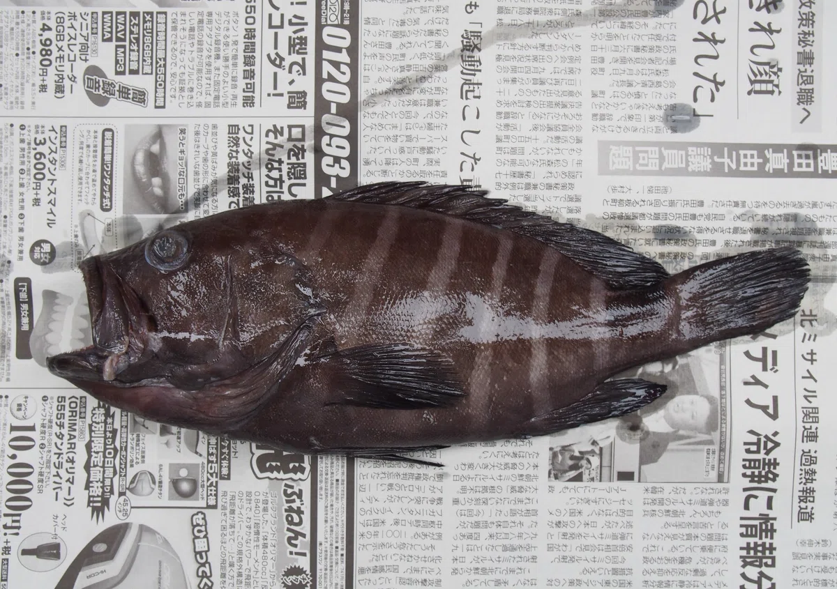 魚の骨格標本 その50 ハタの仲間|いぞらど