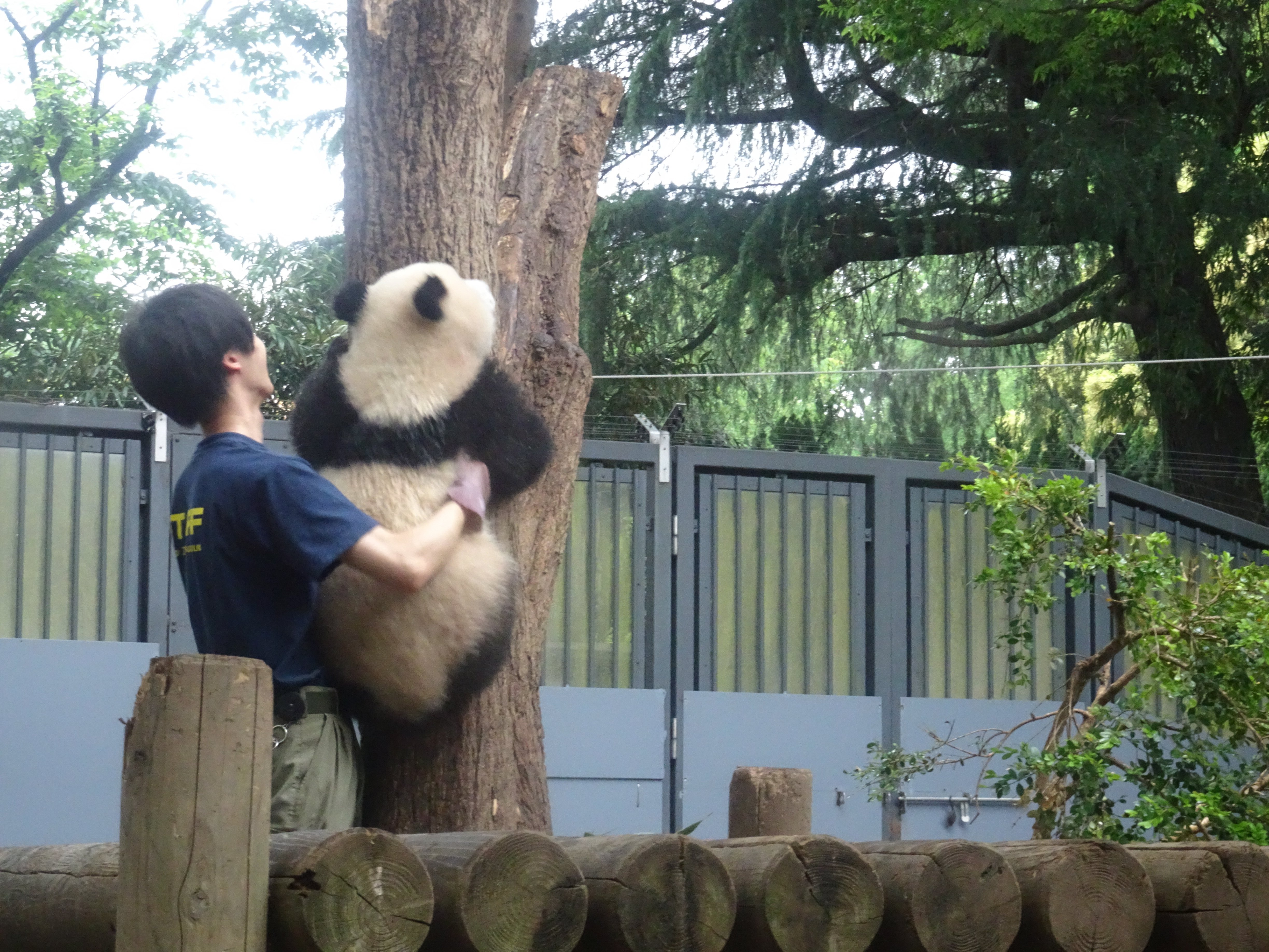 シャンシャンも暮らした2代目パンダ舎【上野動物園ののんびり