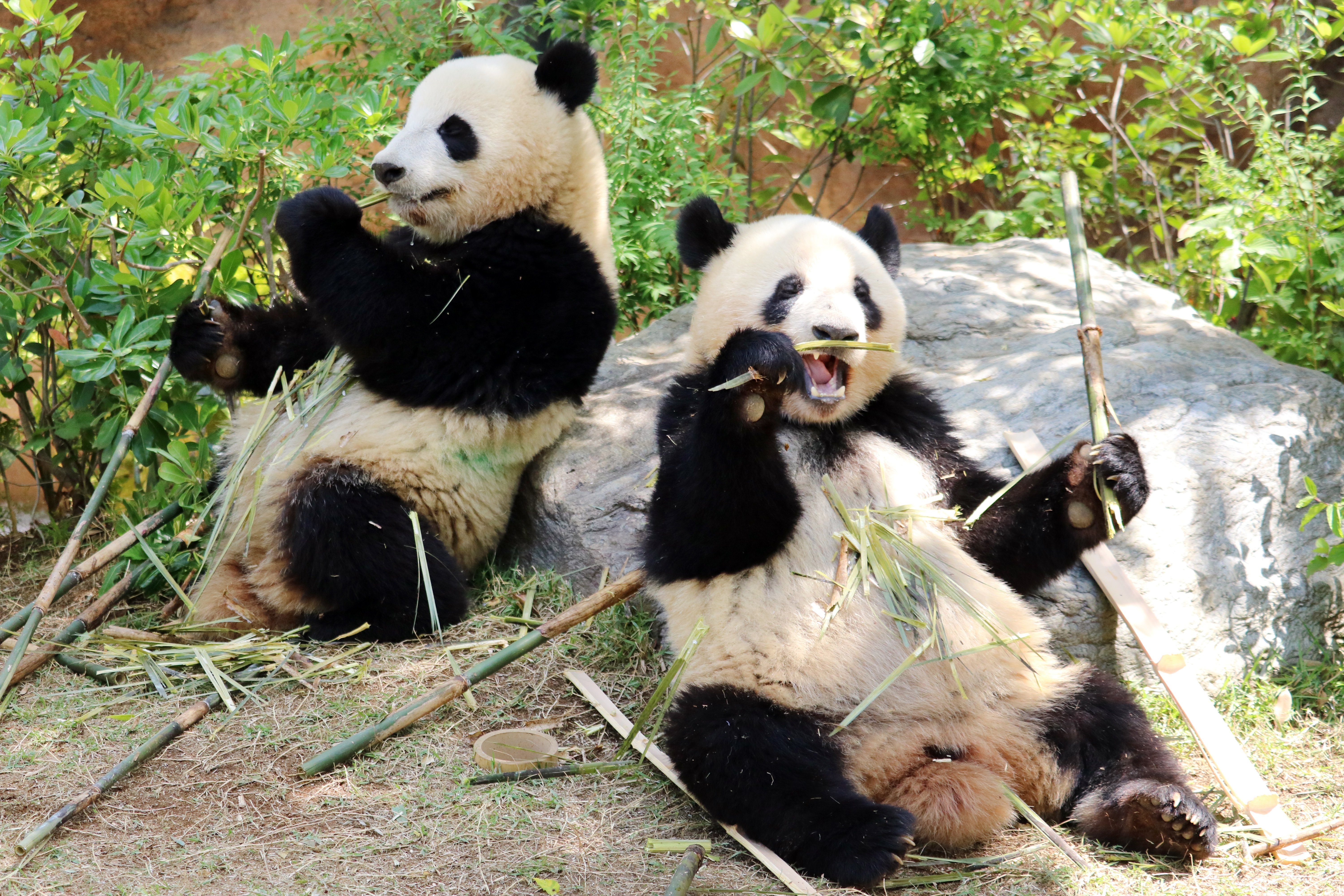 上野のパンダ Return of the pandas is imminent! Let's go see the pandas at Ueno