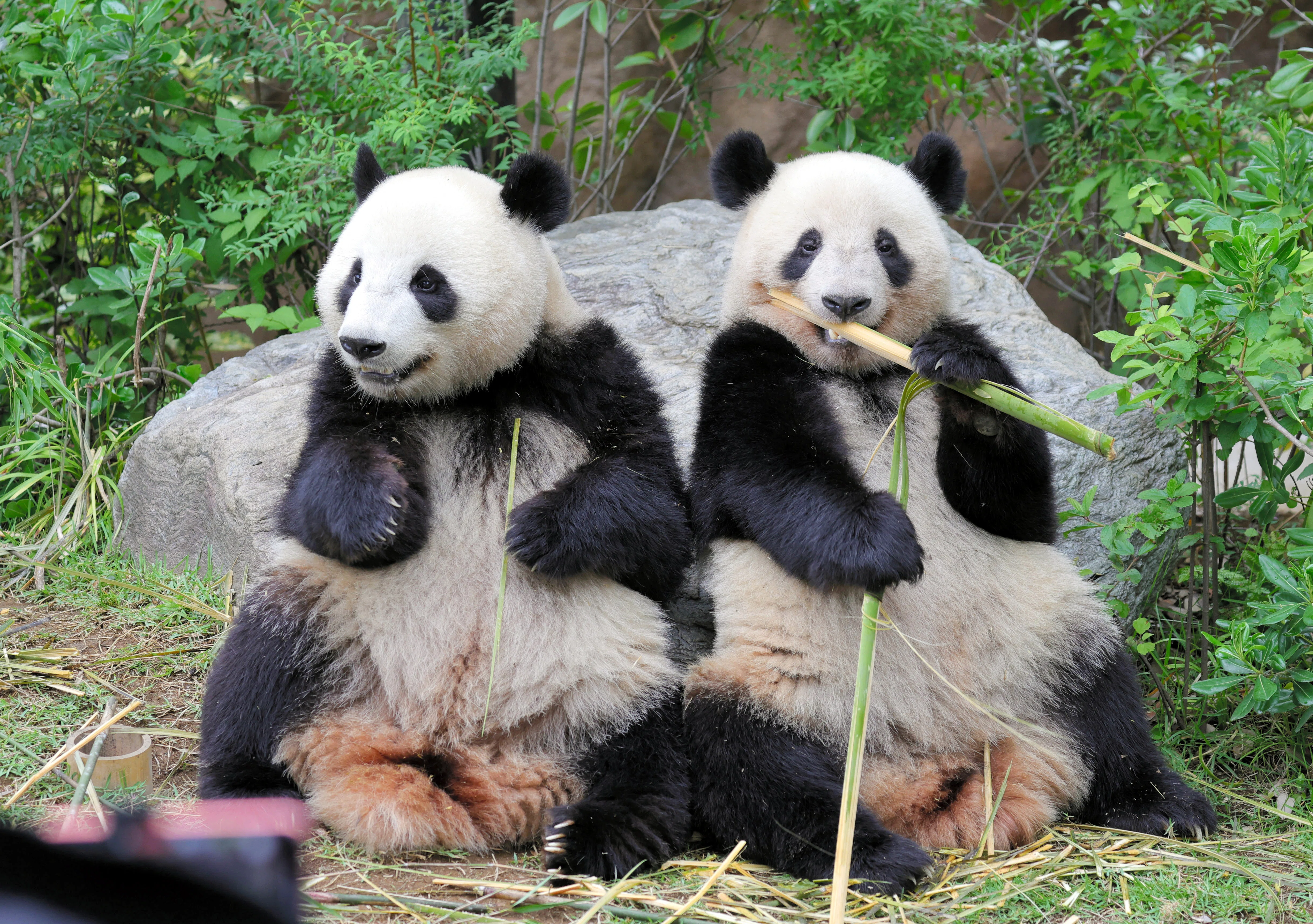3代目パンダ舎「パンダのもり」がひらがなのワケ【上野動物園の