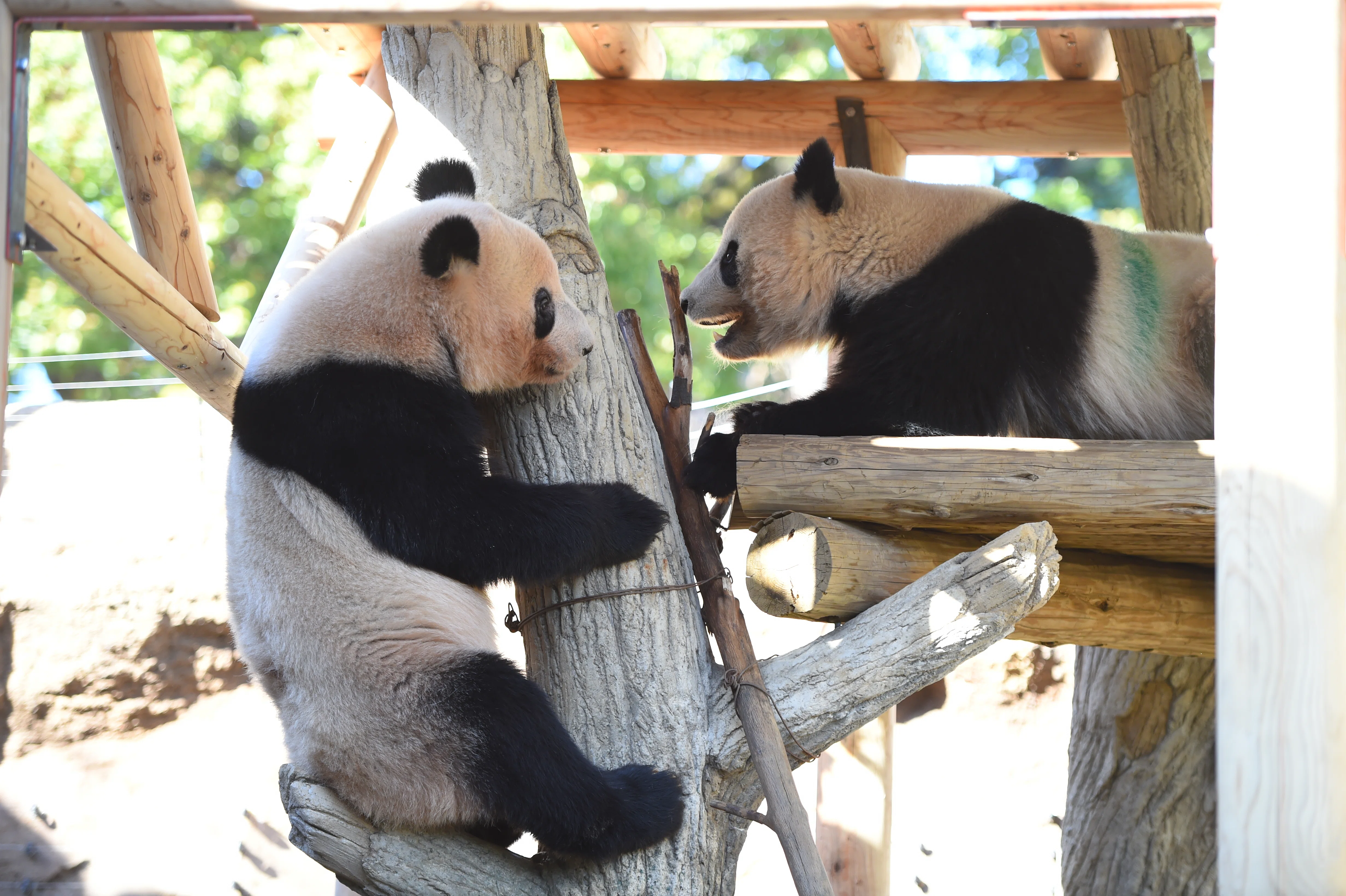 つなぐ　上野歴代パンダ抄本　上野動物園ジャイアントパンダ飼育の50年 3代目パンダ舎「パンダのもり」がひらがなのワケ【上野動物園の
