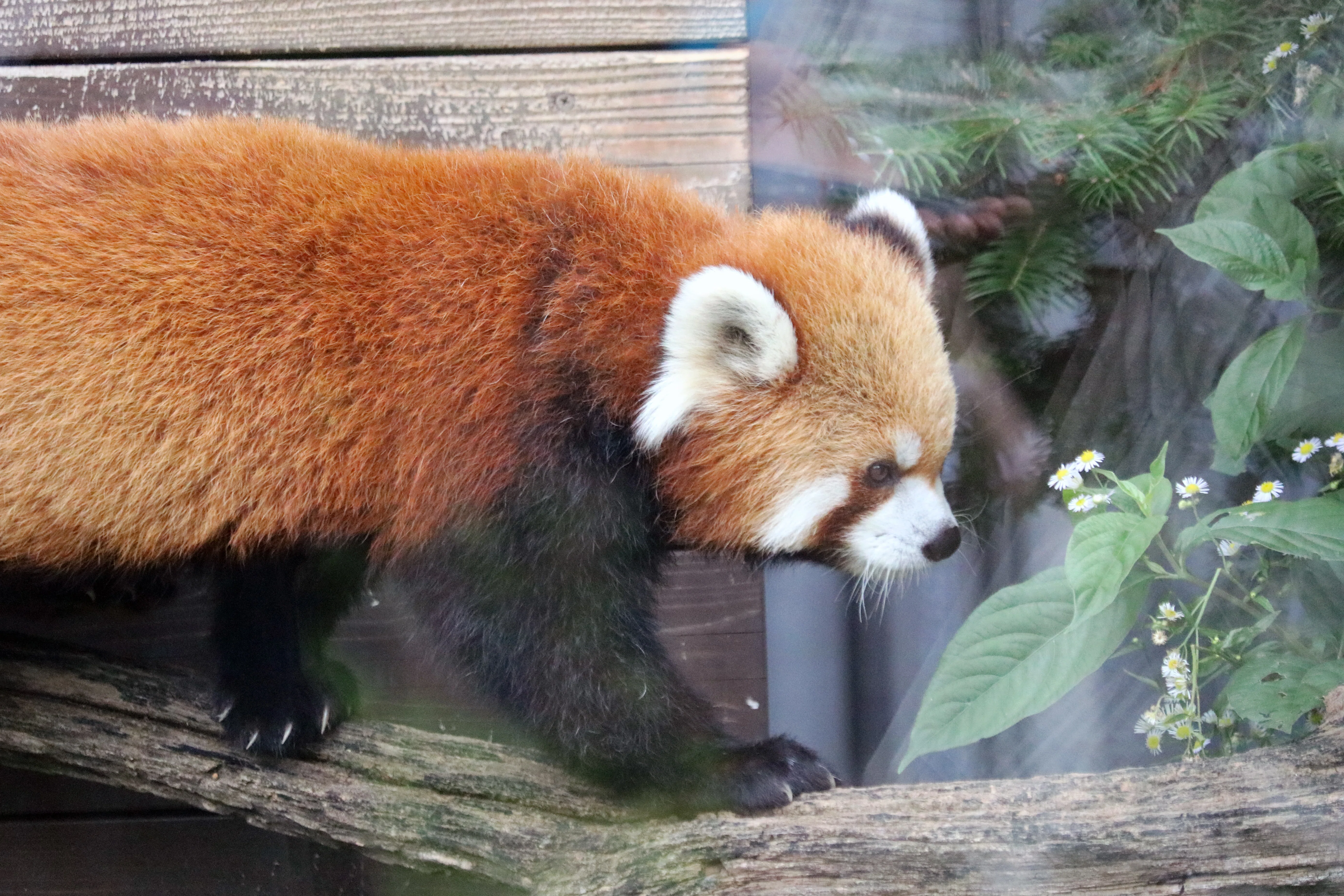 3代目パンダ舎「パンダのもり」がひらがなのワケ【上野動物園の